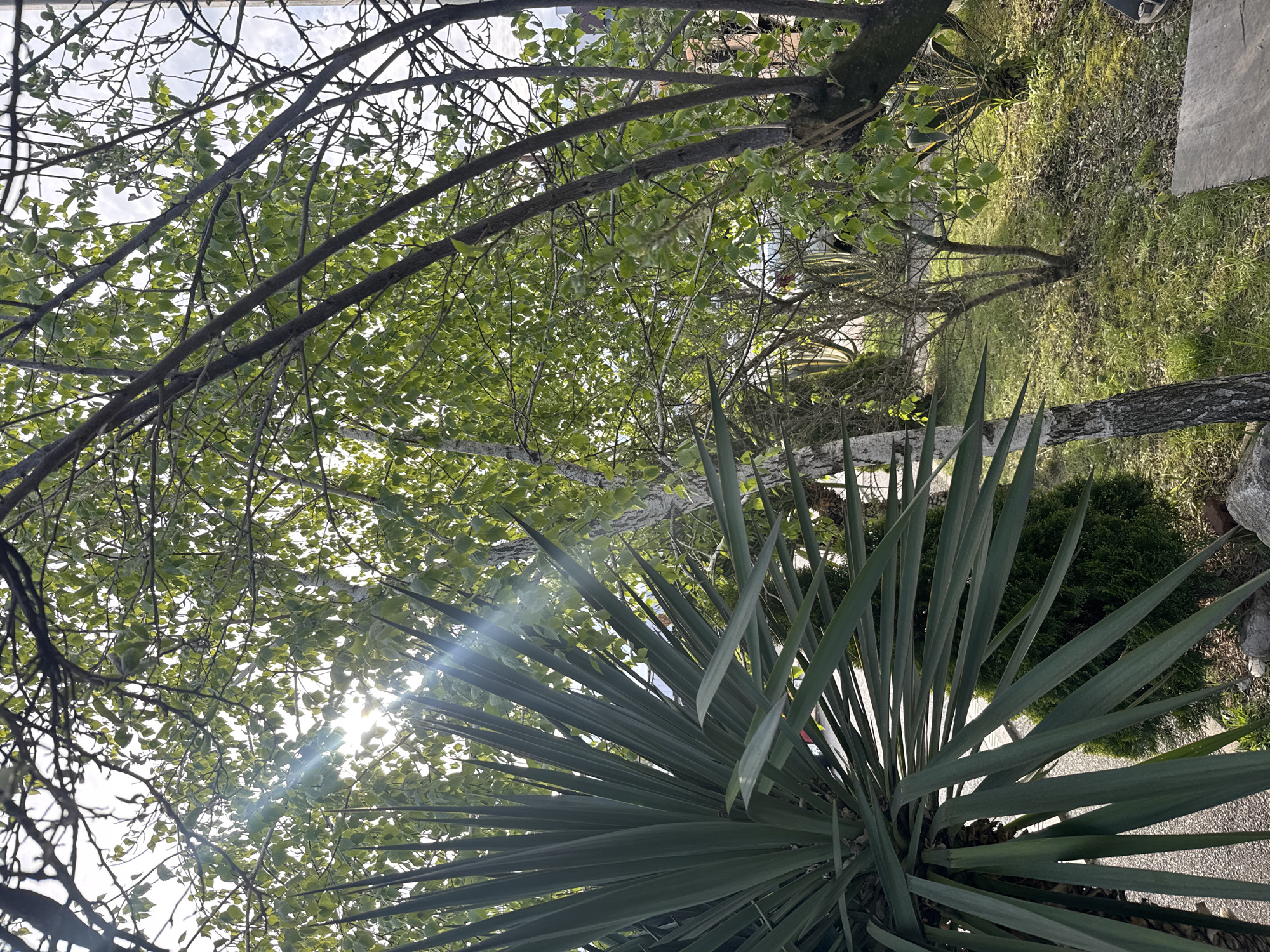 The image depicts an outdoor garden or yard scene, captured from a low angle looking upwards through vegetation. In the immediate foreground, a prominent spiky plant, likely a Yucca or similar species, occupies the lower and right side of the frame. Its long, pointed, sword-shaped leaves are dark green with a slightly bluish cast, spreading outwards.
Above and behind this plant, a dense canopy of tree branches and fresh green leaves fills the upper and central parts of the image. Multiple trees contribute to the foliage, with visible trunks and branches. Bright sunlight filters through the leaves, creating illuminated patches and a distinct lens flare in the upper central area, indicating a clear, sunny day, likely mid-morning or afternoon.
Towards the mid-ground and background, patches of green grass, some dry leaves, and what appears to be an evergreen shrub are visible on the ground. A segment of a textured tree trunk is positioned in the lower right, and the edge of a light-colored concrete slab or path is present on the far right side.
No people are visible, and no specific activities are taking place in the static scene. There is no visible text. The lush green foliage and strong sunlight suggest a vibrant outdoor environment, consistent with the location context of Sochi, Russia.