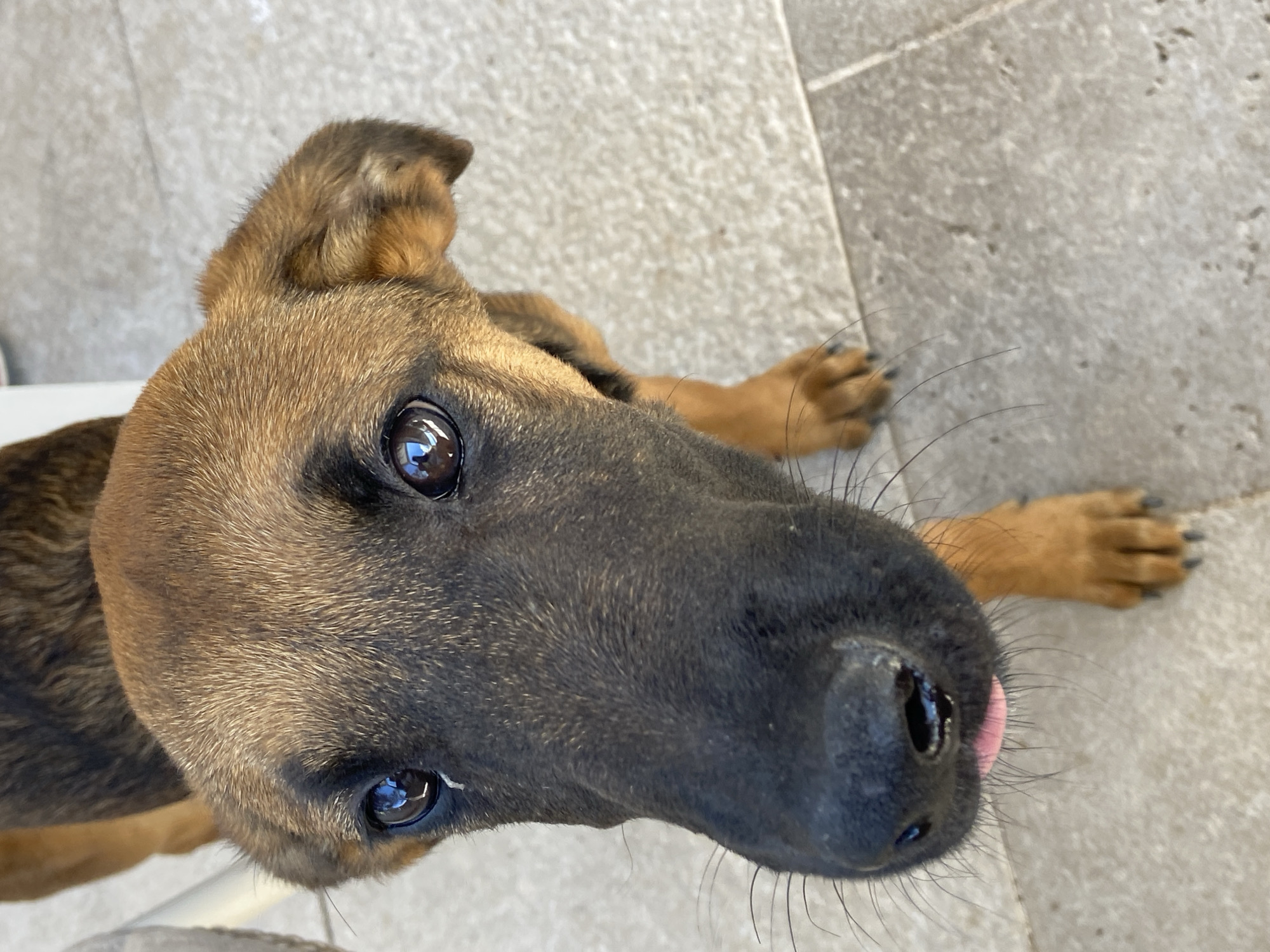 A close-up, high-angle shot shows a young brown dog with black facial markings looking directly at the camera. The dog's tongue is slightly sticking out. The dog is standing on a light-colored tiled surface. The background is out of focus but appears to be an outdoor setting. There is no indication of the specific location in Petrovac centar, Montenegro.