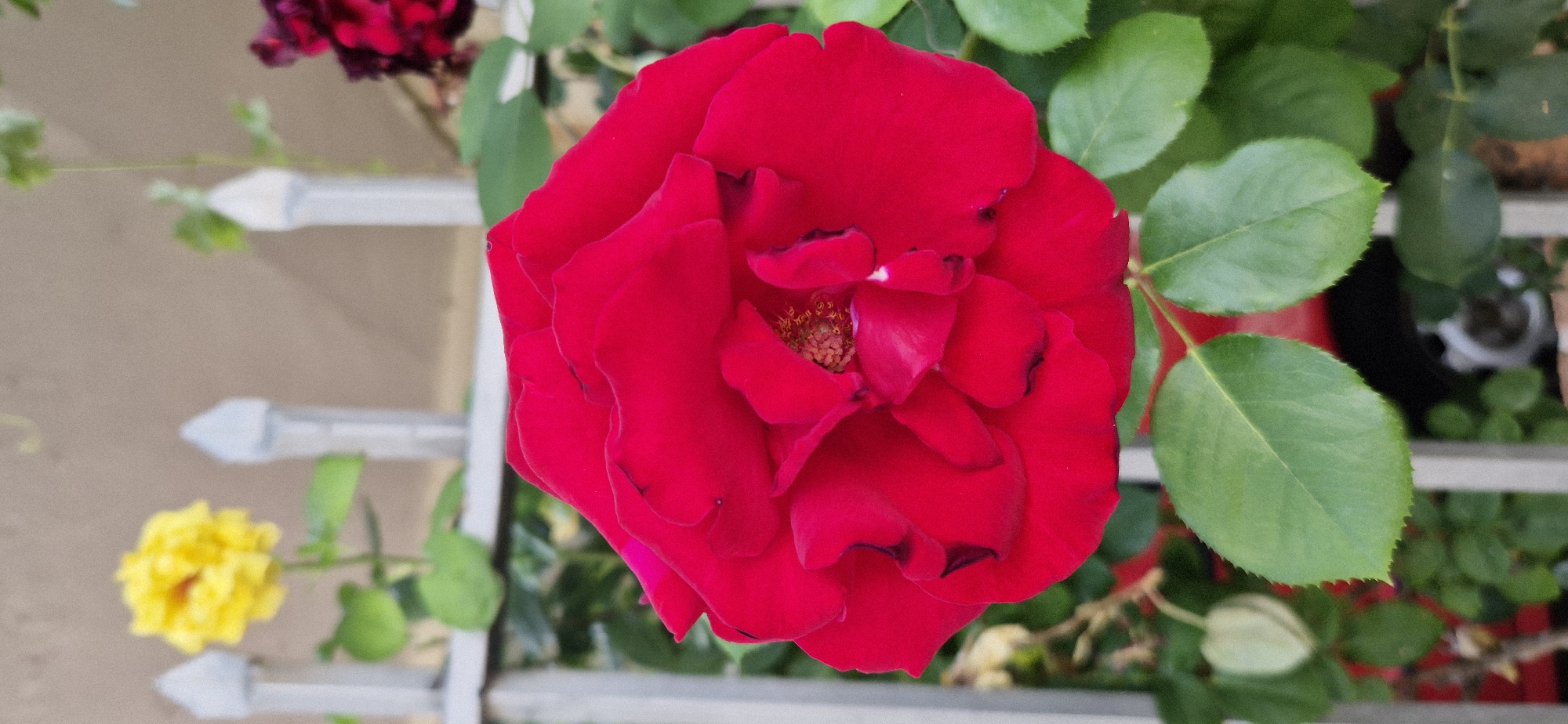 A vibrant red rose is in sharp focus in the foreground of this close-up, vertical-orientation photograph. The rose, with its many layered petals, displays a rich crimson hue and a textured center with visible stamens. To the left of the red rose, and slightly out of focus, a yellow rose blooms amidst green foliage. A light-colored, modern-style metal fence runs horizontally across the middle ground, behind the roses. The background is blurred, showing hints of green leaves and a neutral-colored wall or surface. The scene appears to be outdoors, likely in a garden or public space within an urban setting.