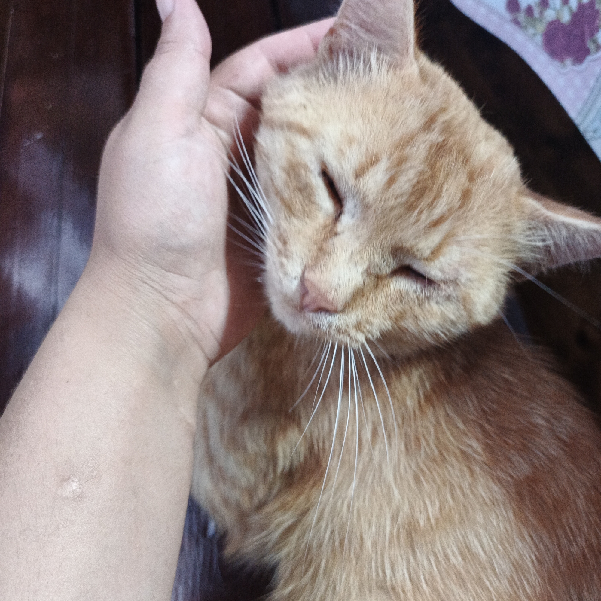 A close-up, top-down shot shows a person's hand gently stroking the head of an orange tabby cat. The cat's eyes are mostly closed, and its ears are relaxed, indicating comfort. The cat's fur is a warm orange with darker tabby markings. The person's hand appears to be resting on the cat's forehead and cheek. The background is dark and out of focus, suggesting an indoor setting. There is no visible indication of the city of Podlubovo, Russia.