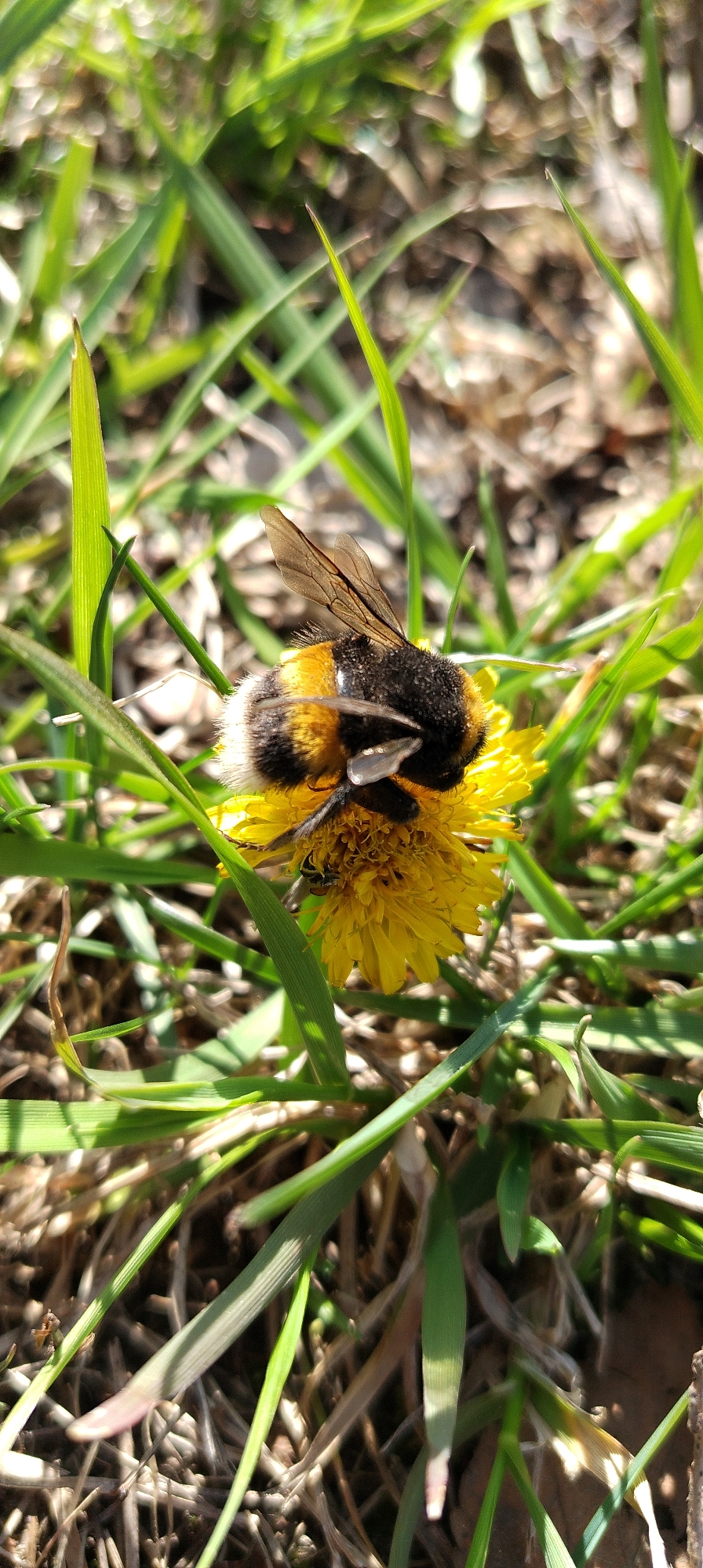 A close-up shot shows a bumblebee resting on a yellow dandelion flower, nestled among blades of green grass and dry, brown grass. The bee has a black body with a yellow stripe. The environment suggests a grassy area, possibly in a park or garden in an urban setting.