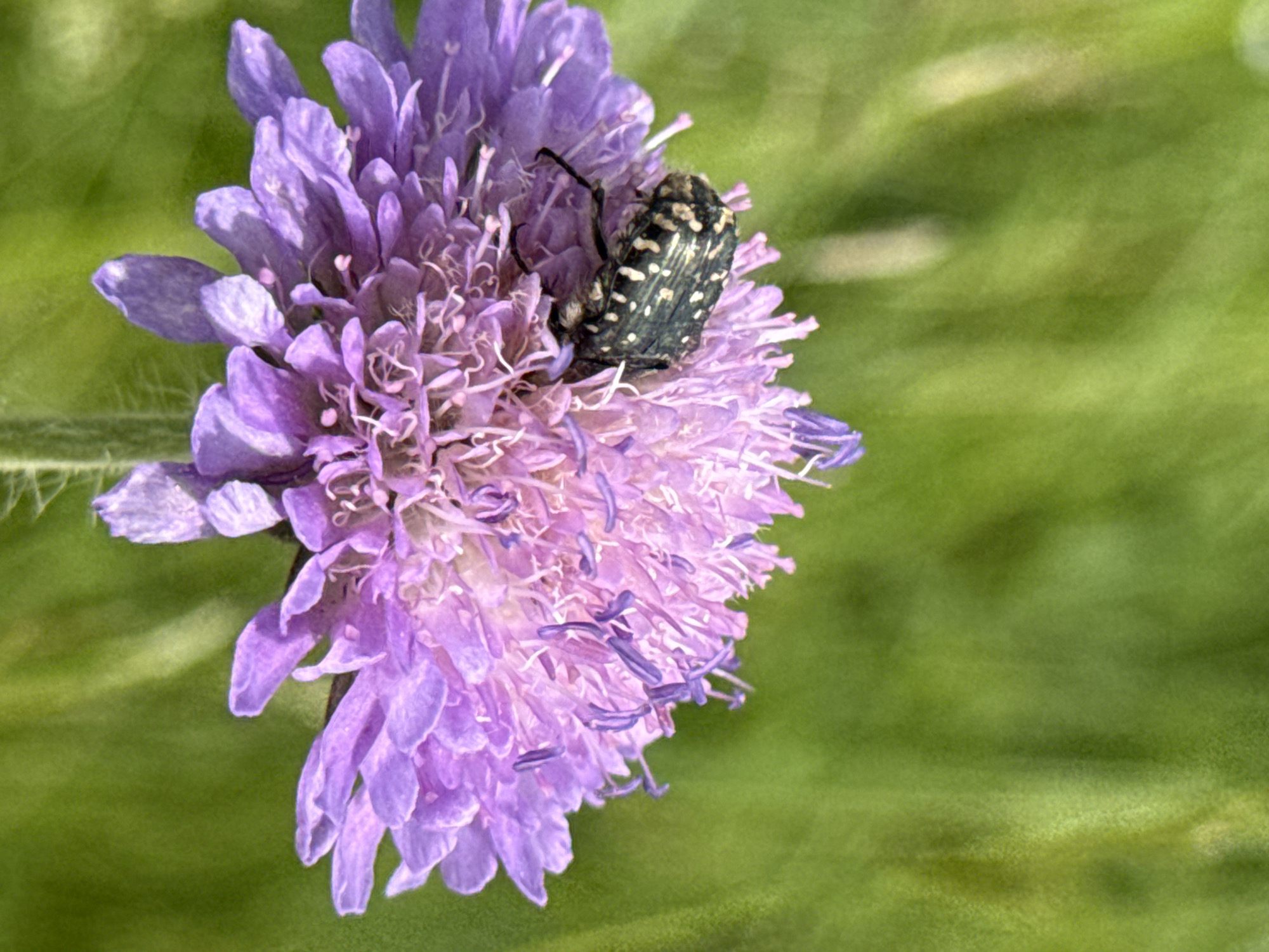 A close-up shot focuses on a dark, spotted beetle perched on a vibrant purple flower with delicate, fringe-like petals. The flower's center is a cluster of fine filaments, some tipped with a purplish hue, while the outer petals are broader and a lighter lavender. The background is a soft blur of lush green foliage, suggesting a natural, outdoor setting. The image does not contain any identifiable landmarks or elements that would specifically place it within the city of Калинино, Russia.