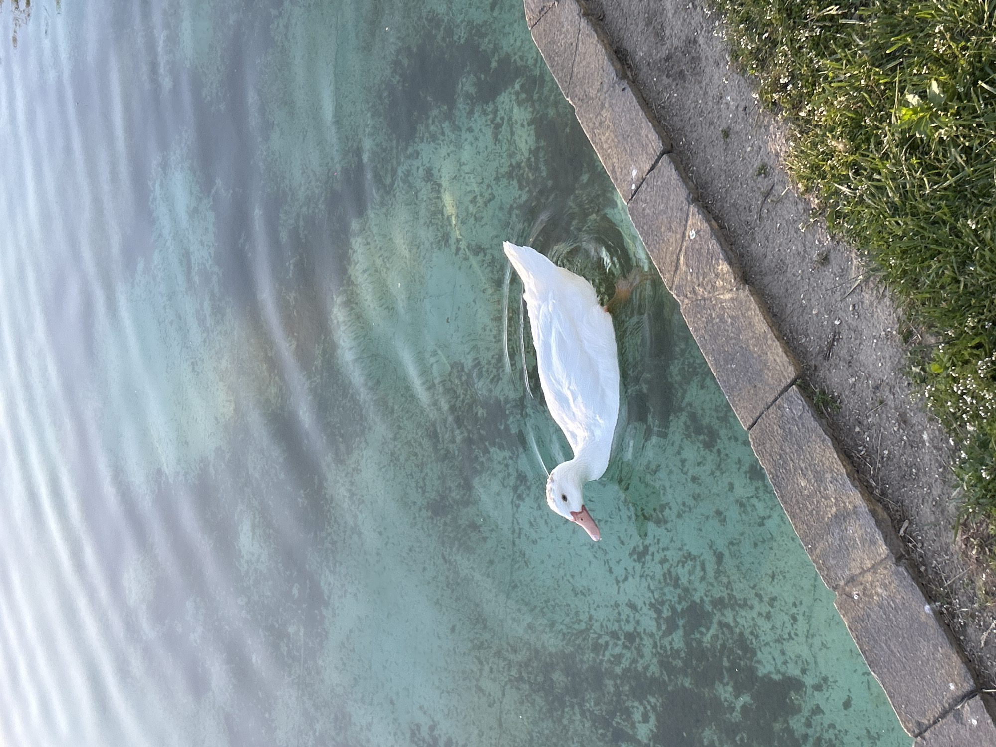 The image shows a white duck swimming in a clear, shallow body of water, likely a pond. The water is turquoise-green and the bottom is visible, appearing murky. The duck is close to the edge, which is lined with stone blocks. Adjacent to the stone blocks, there is a patch of grass and small white flowers. The location is Unknown, Unknown. The duck is the main subject, and its action is swimming. There are no other people or other subjects present.