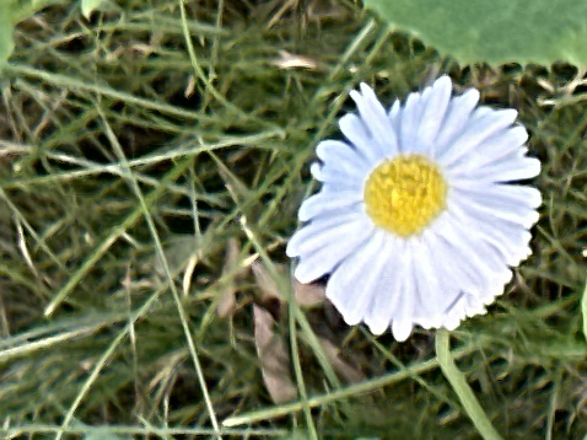 A close-up, high-angle shot features a single white daisy with a yellow center, positioned on a bed of green grass with some dry leaves. The daisy is in the lower right quadrant of the frame. The image is unfocused, with the grass and leaves appearing blurred and out of focus. There are no people or animals visible in the image. The lighting is natural, suggesting it was taken outdoors during daylight. No specific location in Podolsk, Russia, can be identified from the image content.
