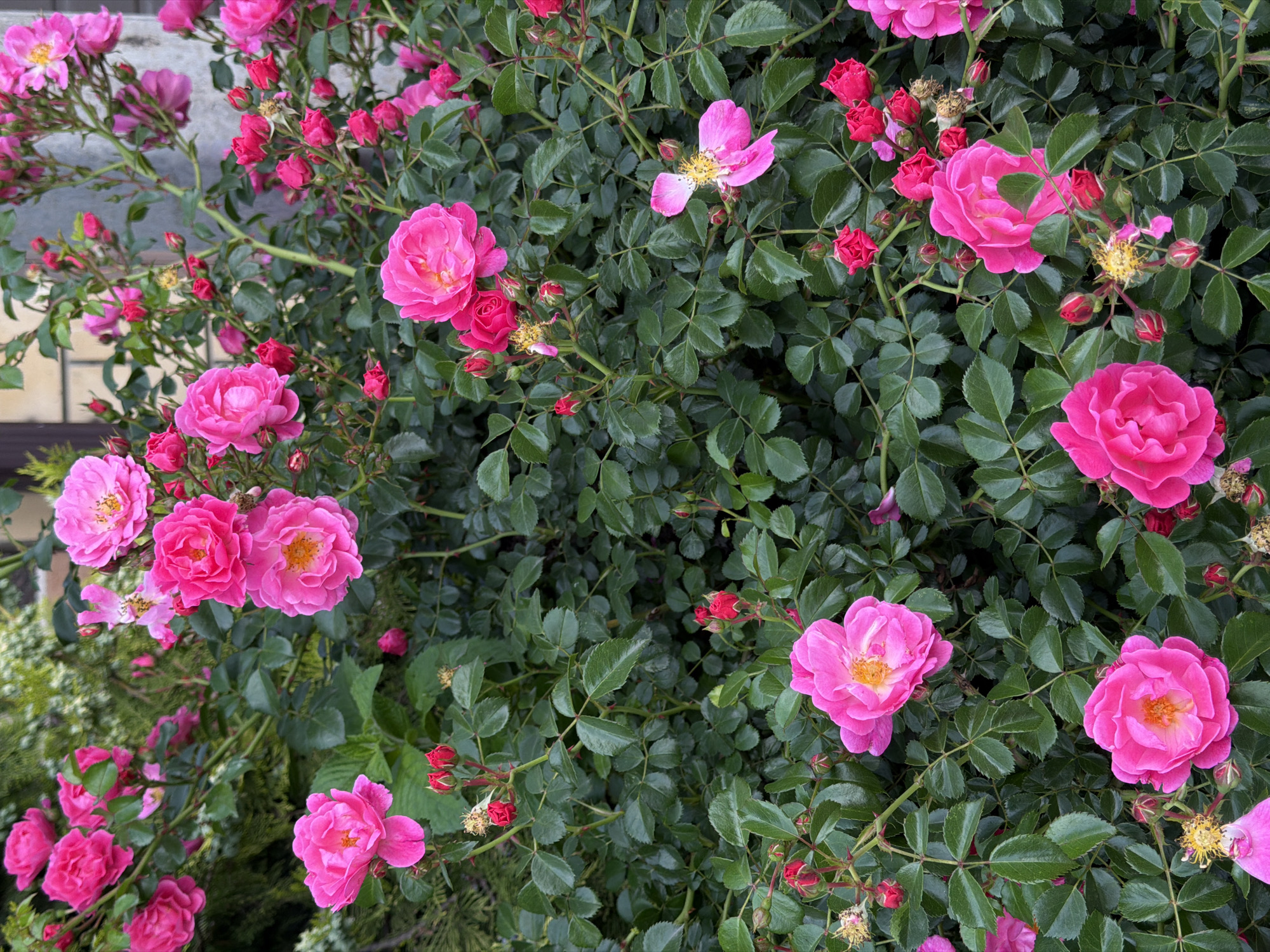 The image presents a vibrant close-up of a flowering bush, likely a variety of rose, set in Rossiyskiy, Russia. The dominant subjects are numerous bright pink flowers, displayed in various stages of bloom—from tightly closed buds and emerging blossoms to fully open flowers with visible yellow stamen centers. These striking pink blooms are densely intertwined with and surrounded by abundant, dark green foliage, characteristic of rose leaves with their serrated edges and distinct vein patterns. Thorny stems are also discernible throughout the dense growth.
The composition fills the frame, creating an immersive view of the plant's beauty. The lighting is natural and even, suggesting daytime conditions, possibly morning or late afternoon, as there are no harsh shadows. In the background, particularly visible in the upper left, a light-colored structure, possibly a brick or stone wall, provides a soft, out-of-focus backdrop. Other areas of the background reveal lighter green, blurred foliage, indicating the presence of other plants or distant garden elements.
There are no people, objects other than the plant itself, or specific activities taking place. The scene celebrates the natural beauty and lushness of the blooming flowers. No text is visible within the media file.