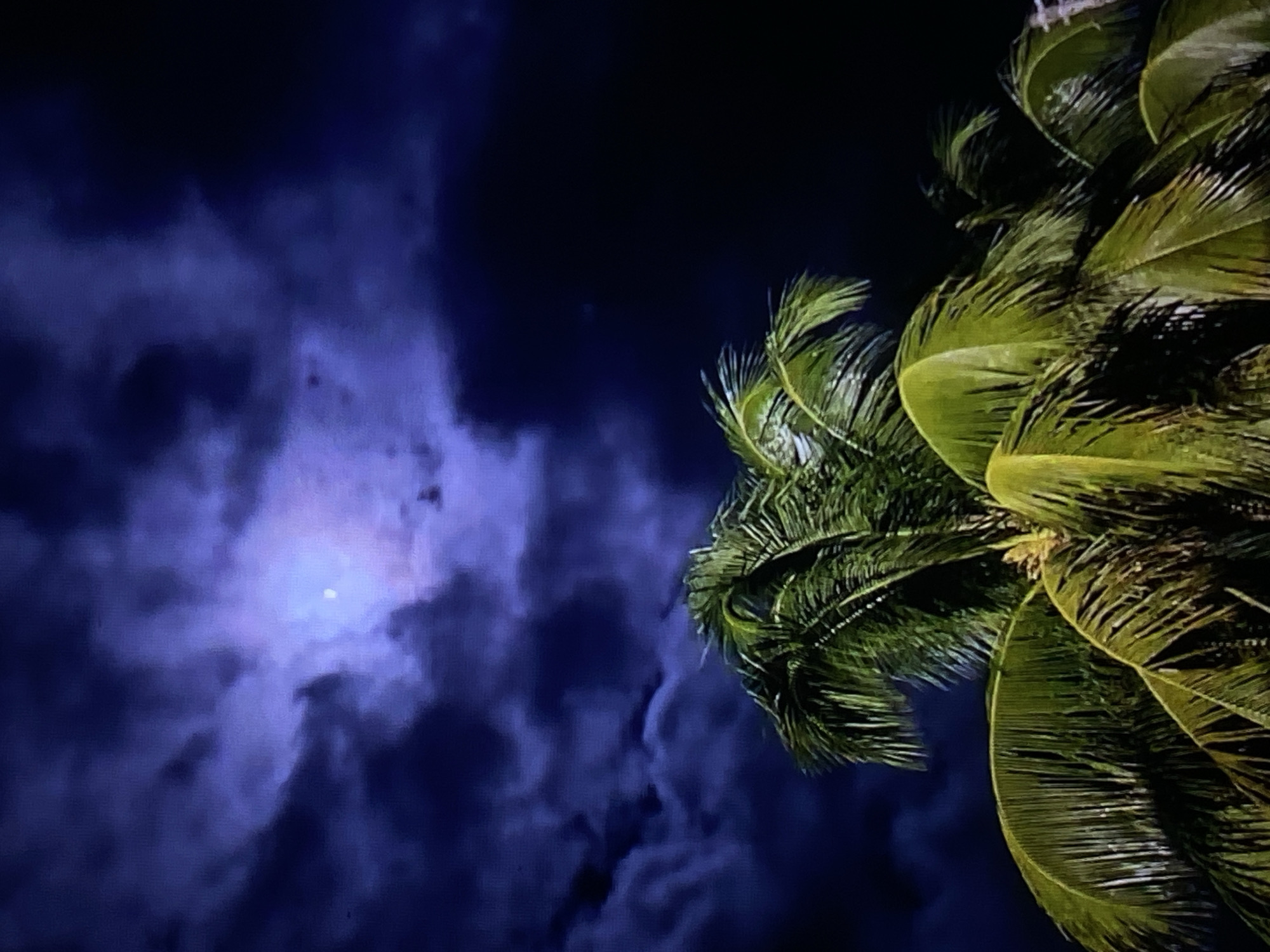 The image captures a vibrant night scene in Tinaquillo, Venezuela, looking up towards the sky. A large palm tree with distinct green and yellow fronds is prominently featured on the right side of the frame, illuminated against the dark backdrop. The night sky is a deep blue and purple, filled with substantial cloud formations that partially obscure a bright, circular light source, presumably the moon, on the left. The moonlight casts a soft, luminous glow through and around the clouds. The perspective is upward-angled, emphasizing the dramatic contrast between the brightly lit palm and the moody, clouded sky. No human subjects, activities, or visible text are present. The scene conveys a serene and tropical nighttime atmosphere.