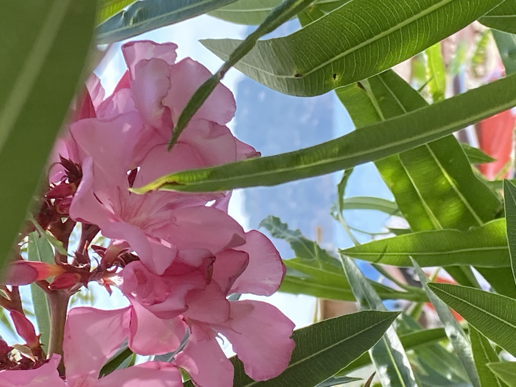 A close-up shot reveals a vibrant pink oleander flower in Alanya, Turkey. The flower is partially obscured by long, pointed green leaves, creating a sense of depth and layering. The background features a glimpse of a bright blue sky with wisps of clouds.