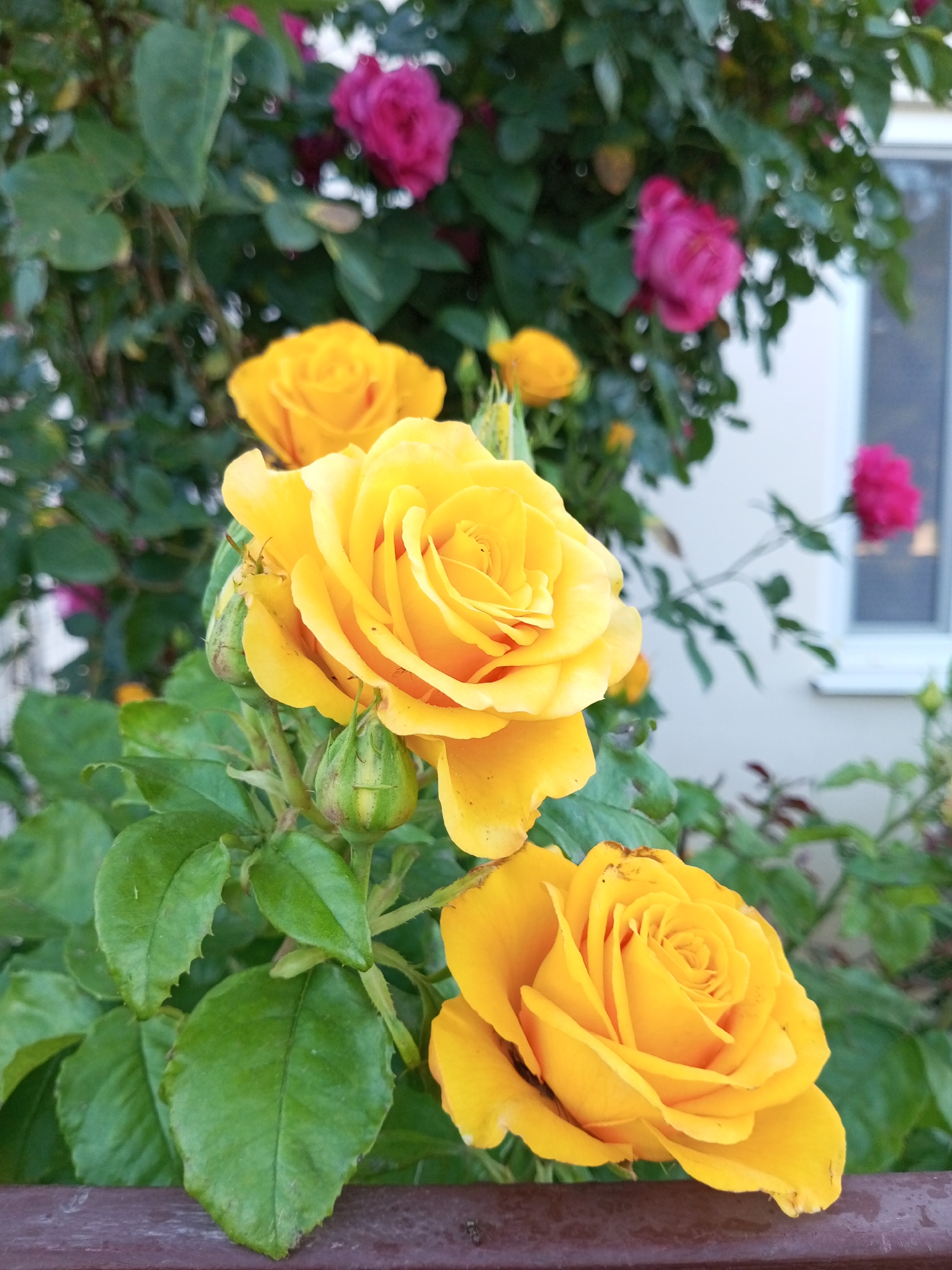 A close-up outdoor photograph features two prominent yellow roses in the foreground, with more out-of-focus pink roses and green foliage in the background. The roses are vibrant yellow, with tightly packed petals forming a classic rose shape. There are also a few unopened rose buds, which are green and have a ribbed texture. The leaves are a deep green and appear healthy. To the right of the roses, a portion of a white building with a window is visible, suggesting an urban or suburban setting. The overall impression is one of natural beauty and blooming flowers, possibly in a garden or park. The presence of the building indicates this scene is located within a populated area. The location of Ароматновское сельское поселение, Ukraine, is not explicitly visible in the image, but the presence of a building and cultivated plants suggests it could be in a residential or communal garden area.