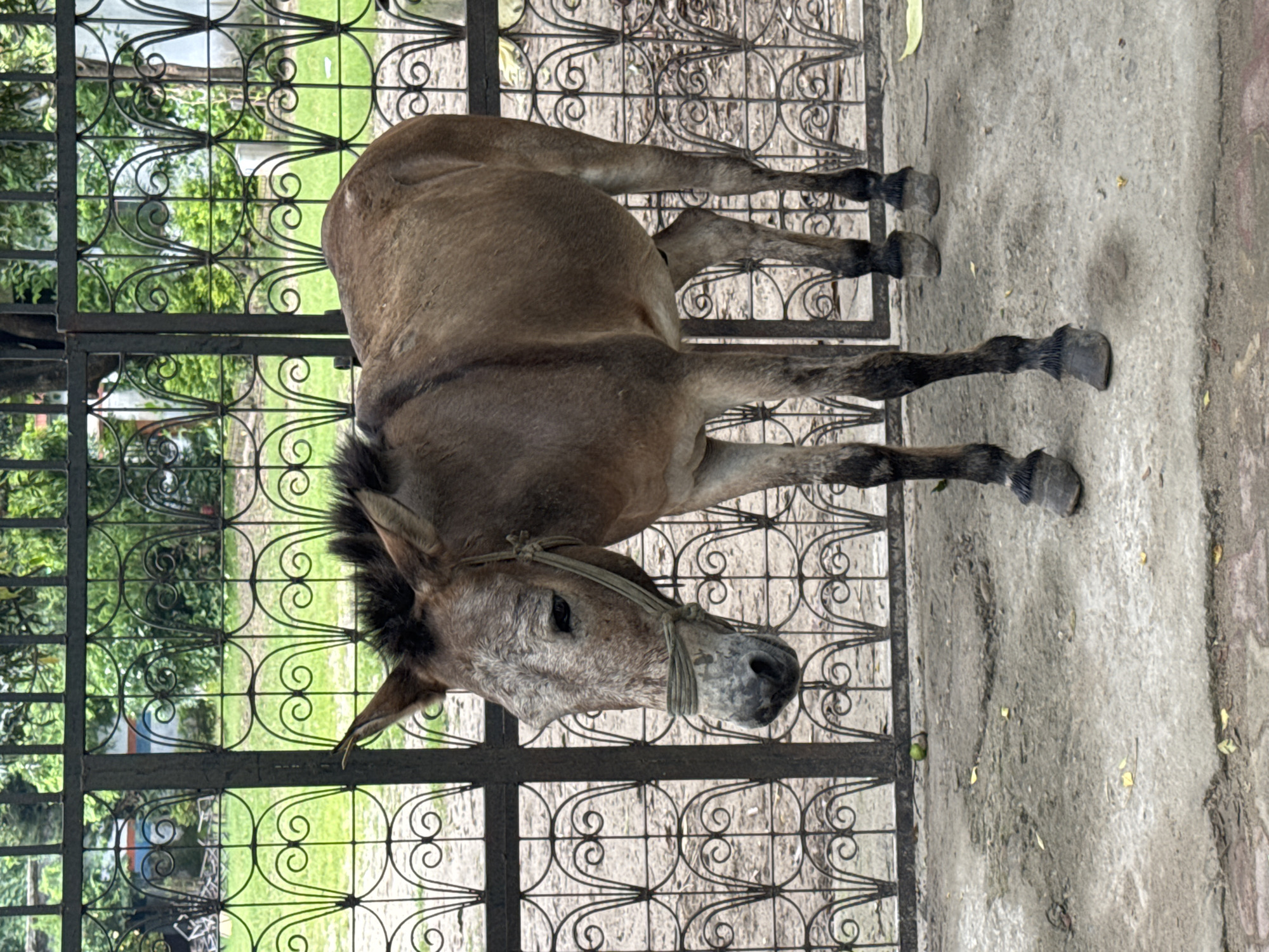 A donkey stands in front of a decorative metal fence in Rishikesh, India. The donkey is a medium brown color with lighter speckles on its face and legs. It has a halter made of rope around its head. The fence is black with ornate scrollwork and appears to be surrounding a grassy area with trees in the background. The ground in front of the fence is a concrete or paved surface with some scattered leaves and dirt.