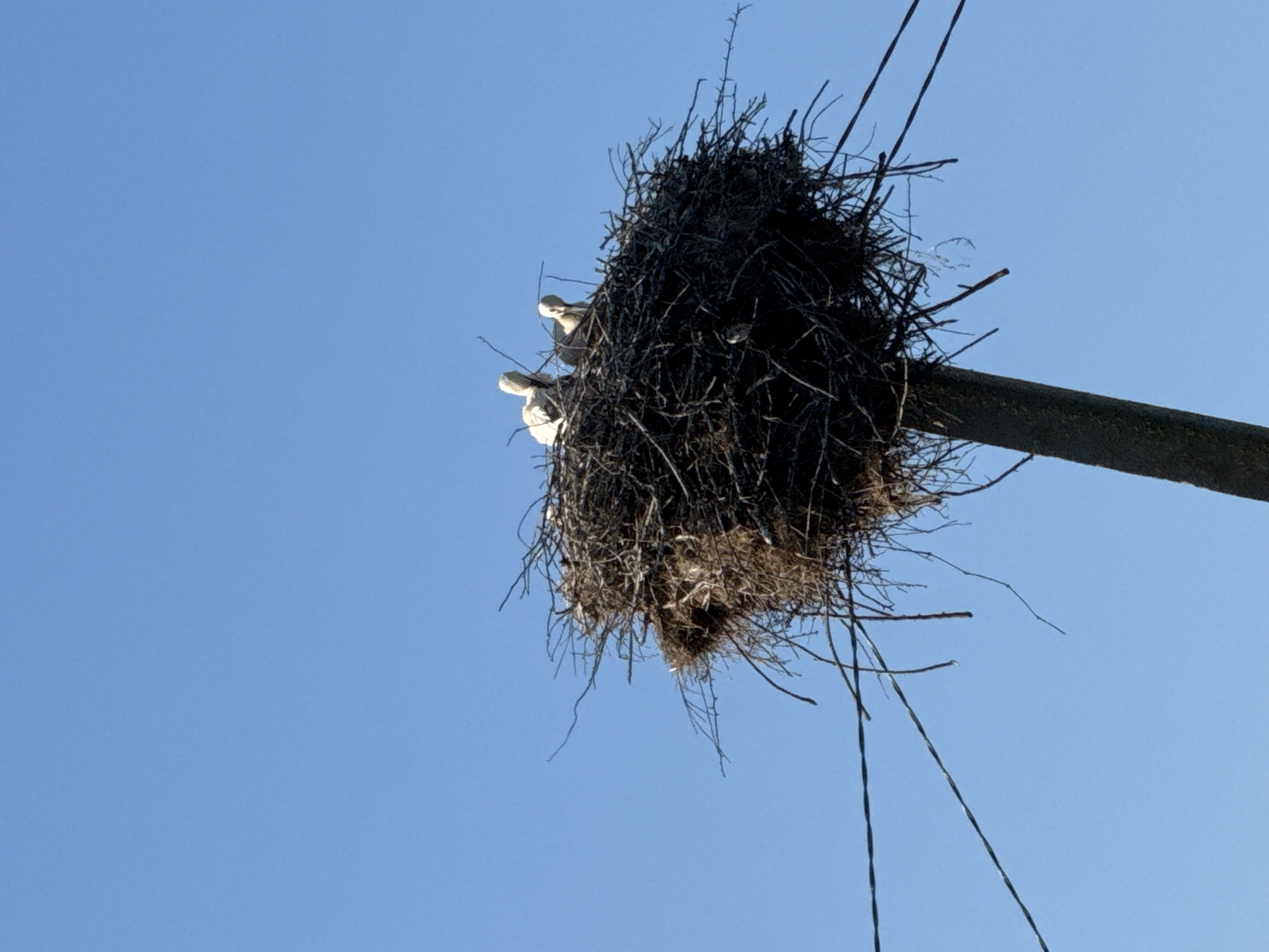 The image shows a close-up of a large stork's nest constructed from sticks and twigs, perched atop a wooden pole. The nest is situated against a clear blue sky. Three young storks, appearing light in color, are visible within the nest. The nest is further supported by electrical wires that extend across the frame. The overall scene captures a moment of avian life in its natural or semi-natural habitat. The location of Shemetove, Ukraine, is noted.