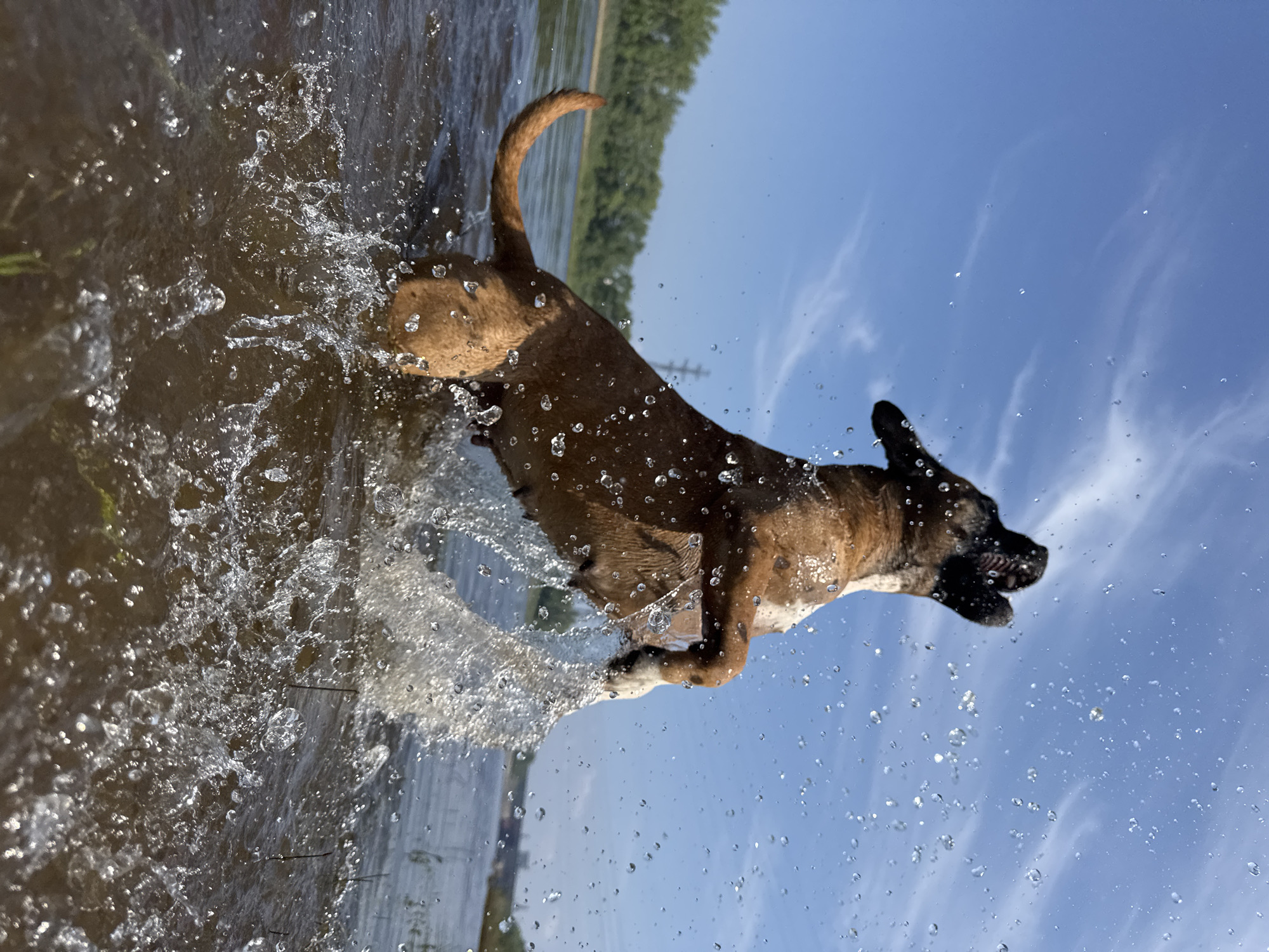 In the city of Chaikovsky, Russia, a medium-sized brown and white dog with its mouth open is captured mid-leap in a body of water, likely the Kama River. The dog is silhouetted against a bright blue sky with wispy clouds, and water droplets are frozen in motion around it. The dog's paws are submerged, creating a splash as it jumps, and its tail curves upwards. In the background, a tree line with lush green foliage borders the water, and a distant electrical tower is visible against the horizon. The water is murky brown and reflects the bright sky, with ripples and splashes indicating movement. The overall impression is one of an energetic and joyful moment of a dog playing in the water on a clear day.