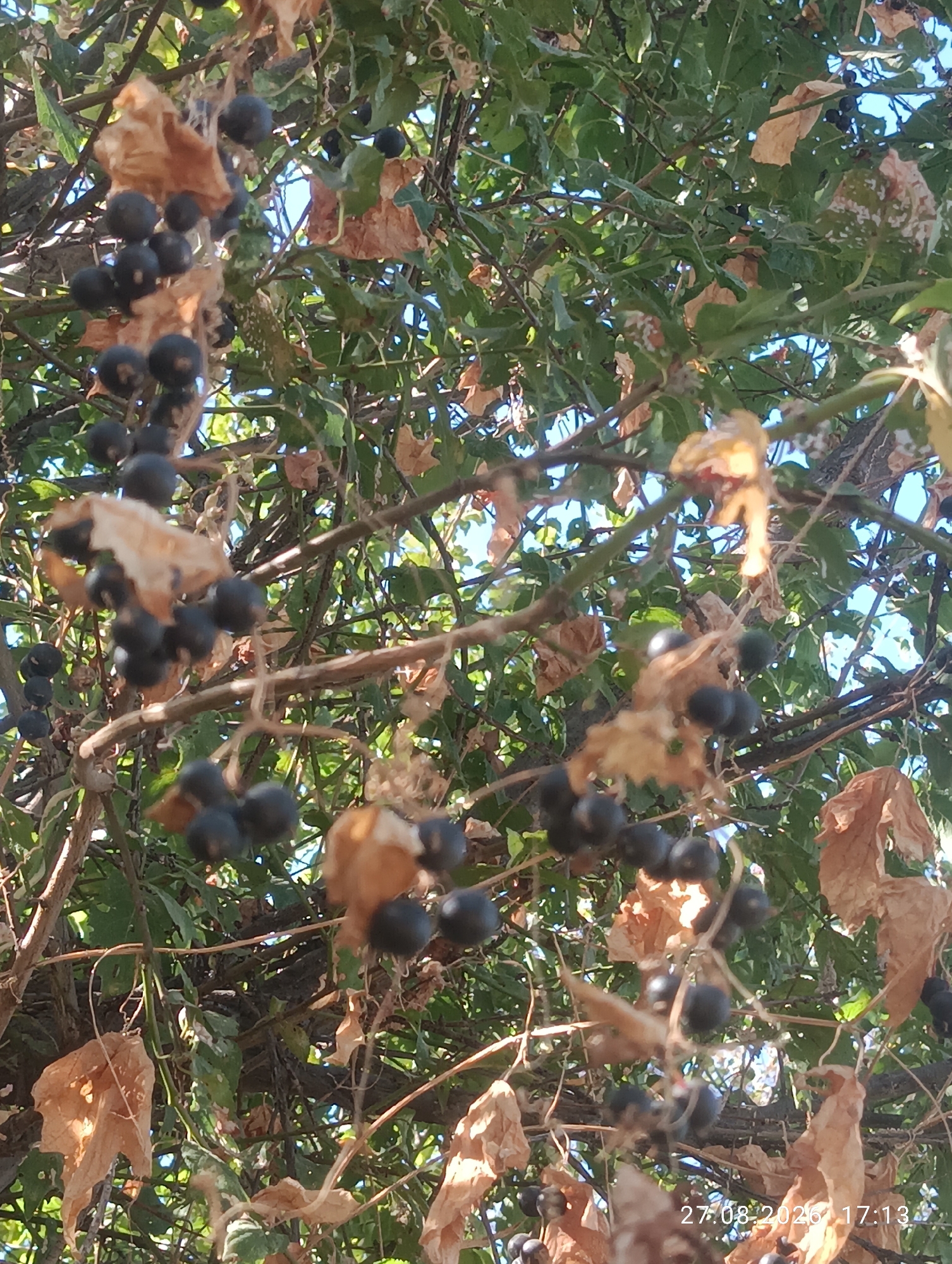This image shows a close-up view of a tree with dark berries and dried leaves. The tree branches are visible, with clusters of round, dark berries hanging from them. Several dried, brown leaves are scattered among the green foliage. The background consists of more branches and leaves, with patches of blue sky visible. The image appears to have been taken outdoors, in a natural setting, likely within a city park or garden, given the reference to Ak-Took, Kyrgyzstan, a city known for its natural beauty and green spaces. The lighting suggests it is daytime, with sunlight filtering through the leaves. There are no people or animals visible in the image. The berries are the main focal point, suggesting they are a significant feature of the scene.