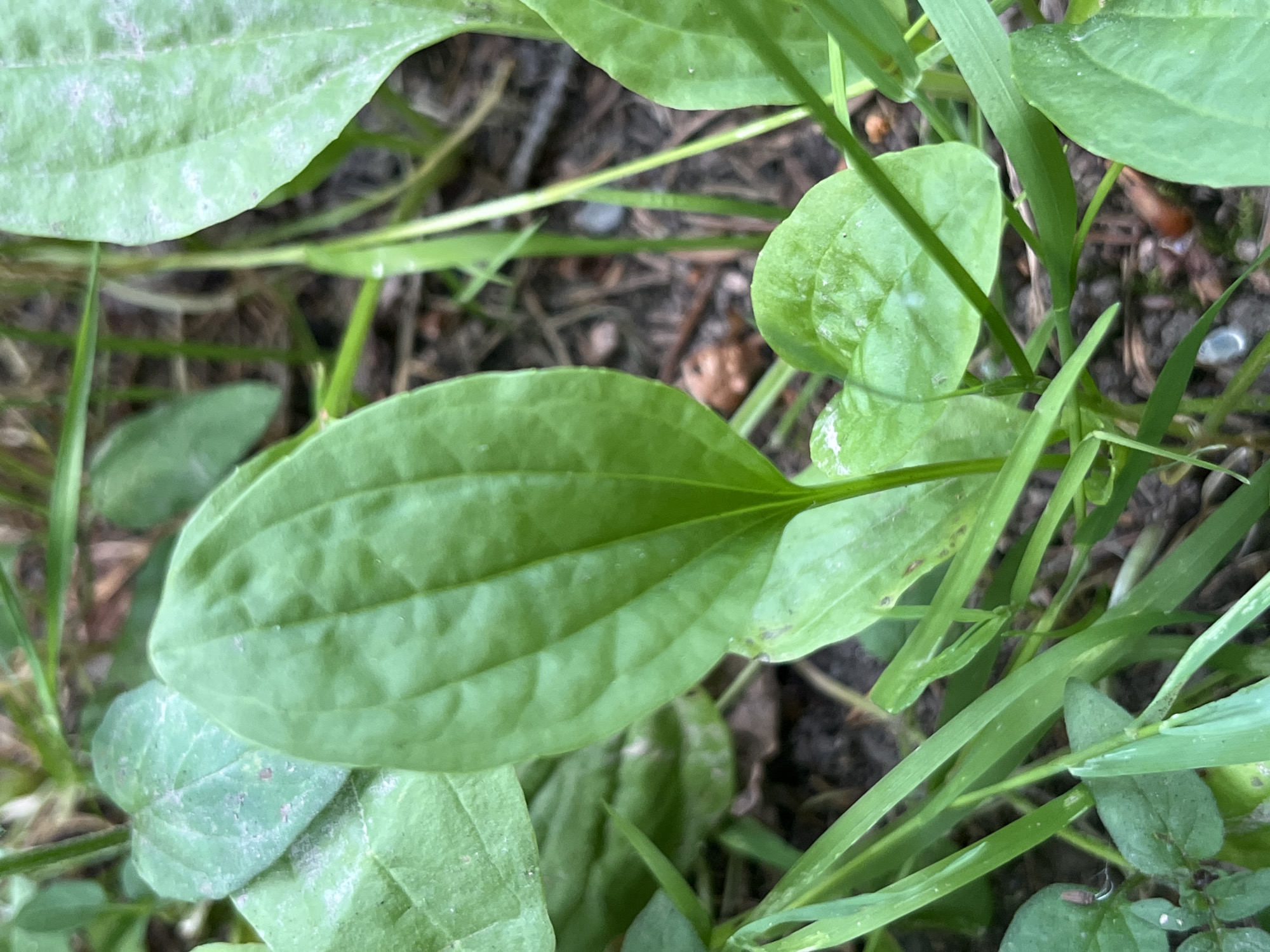 A close-up, eye-level, outdoor photograph shows a cluster of green plantain leaves. The central leaf is large and oval-shaped with prominent parallel veins. Other leaves, some smaller and heart-shaped, are visible to the left and right. Blades of green grass are interwoven with the plantain plants, and the ground beneath is a dark, textured mix of soil, pine needles, and small twigs. The overall lighting suggests an overcast or shaded environment. The location is Saint Vith, Belgium.