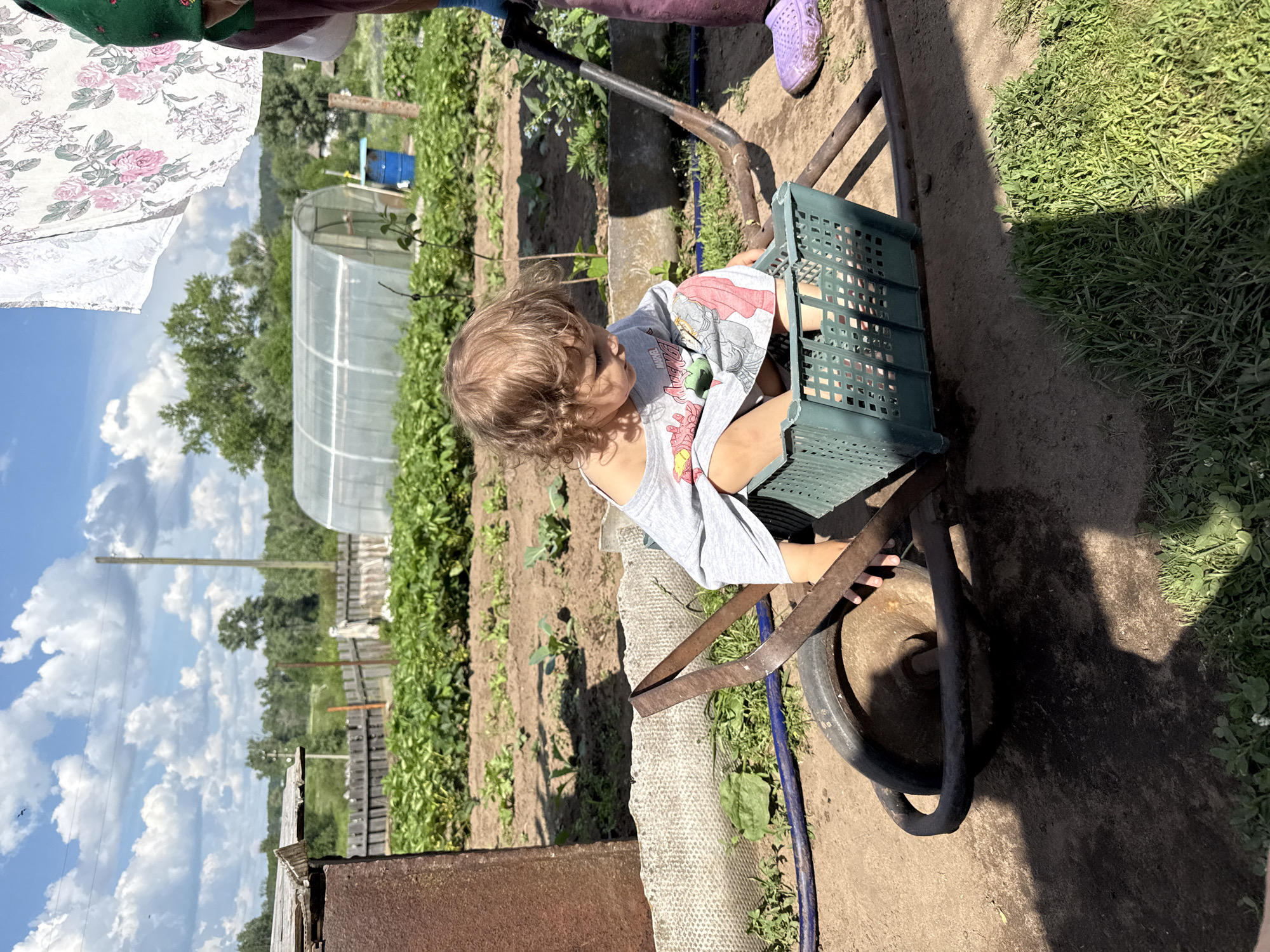 In Уральское, Russia, on a sunny day, a toddler with curly blonde hair is playing in a wheelbarrow. The child is wearing a grey t-shirt with cartoon characters and is seated inside a green plastic crate. The wheelbarrow is old and rusted, with a worn tire. In the background, a garden is visible with rows of plants, a greenhouse, and a wooden fence. A person's legs are also visible on the right side of the image, wearing purple clogs and holding a tool. A piece of fabric with a floral pattern is hanging in the upper right corner. The scene depicts a casual outdoor activity in a rural setting.