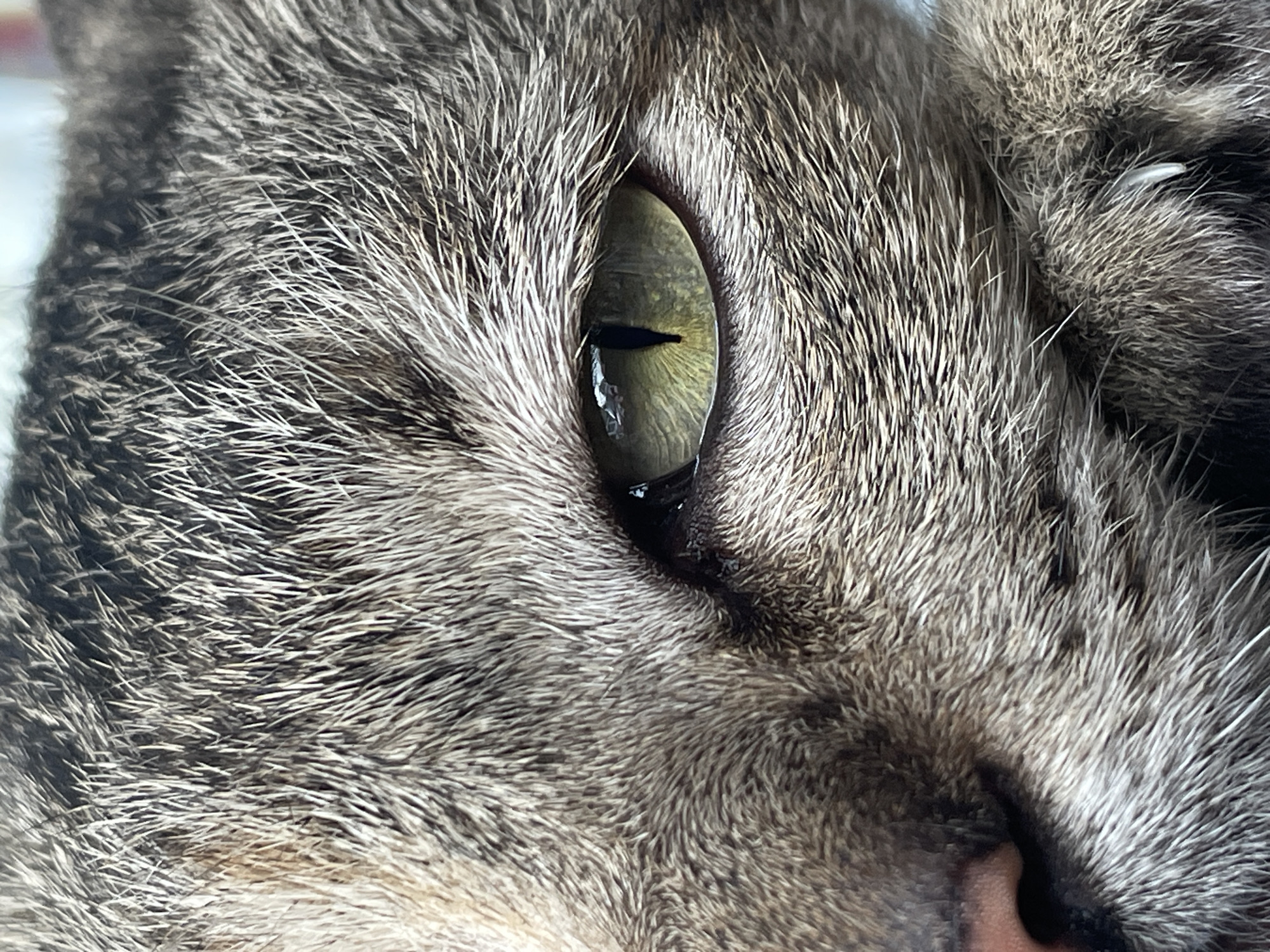 A close-up, macro photograph of a cat's eye, showing detailed textures of its fur. The cat's iris is a striking green with a vertical pupil. Its nose, a soft pink, is visible to the left of its eye. To the right, part of the cat's paw is visible, with a white claw peeking out. The fur is a mix of gray, brown, and black, creating a striped pattern. The background is out of focus, but appears to be a light blue surface. There is no visible location in Davao City, Philippines.