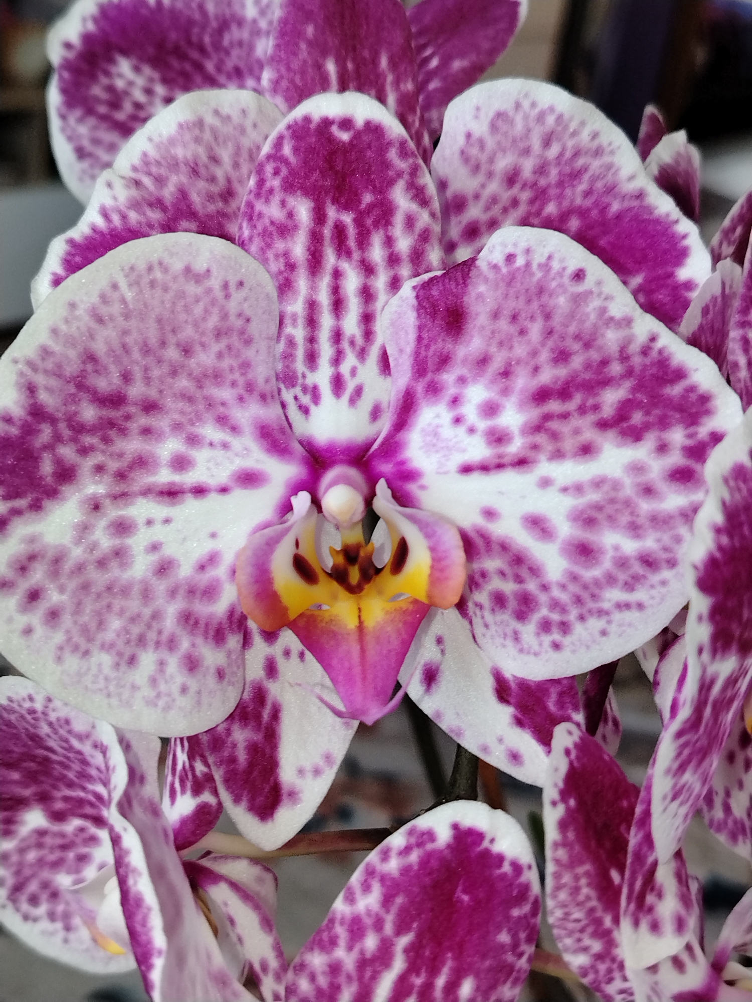 A close-up shot of a cluster of orchid flowers with white petals speckled with varying shades of purple. The central flower has a complex arrangement of petals with a yellow and pink center. The location of Гожан, Russia, is not relevant or discernible from the visual content of this image.