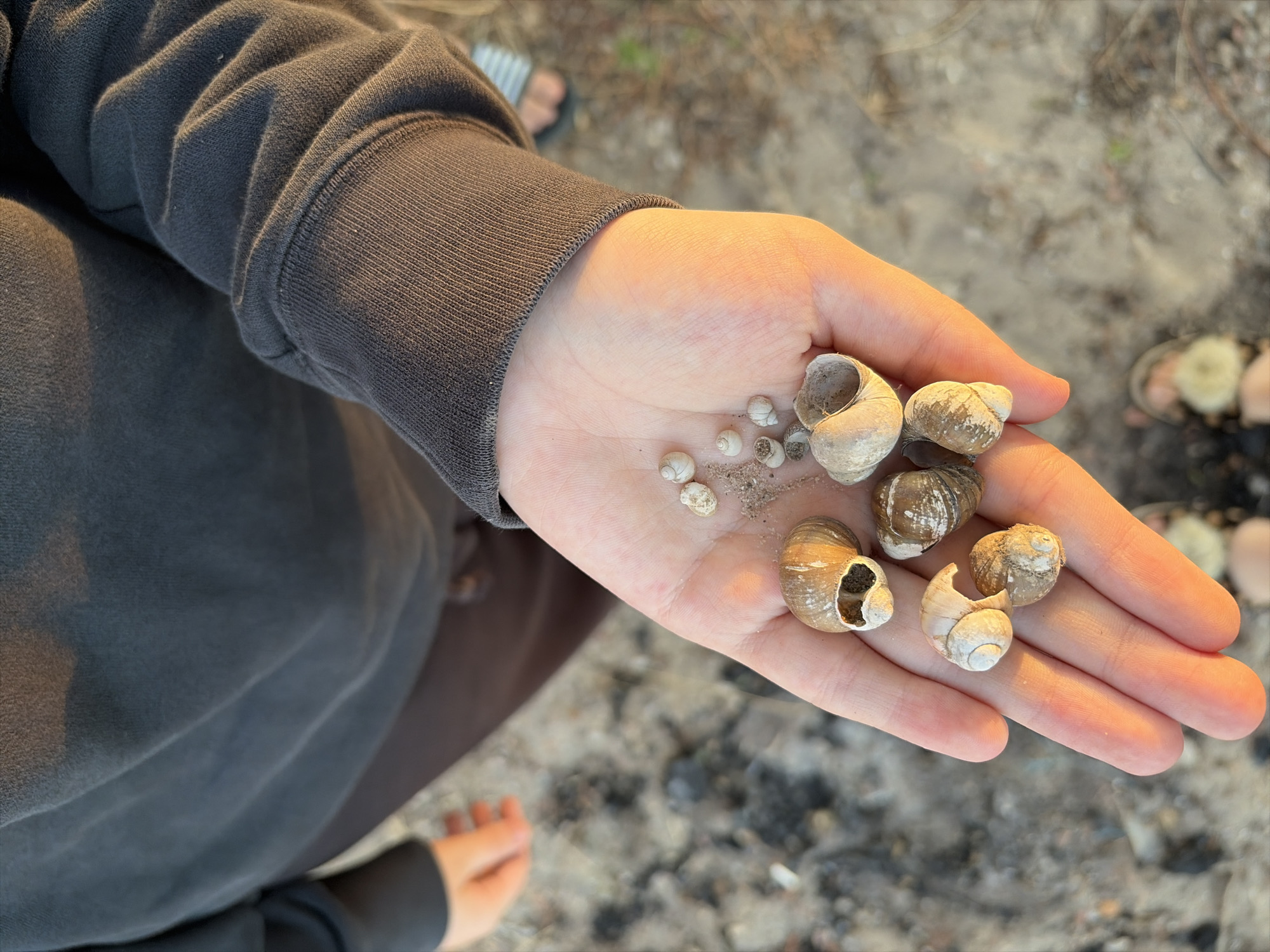 A person's open palm is filled with several small, empty snail shells and a small amount of sand and dirt. The hand is illuminated by warm, golden-hour light, highlighting the texture of the skin and the details of the shells. In the background, out of focus, is the ground covered in sand and debris, and the lower legs and feet of at least one other person wearing sandals. The individual holding the shells is wearing a dark gray hooded sweatshirt. The scene suggests an outdoor setting, possibly a beach or a sandy area near a body of water. There is no indication of the city of Oxentea, Moldova in the image.