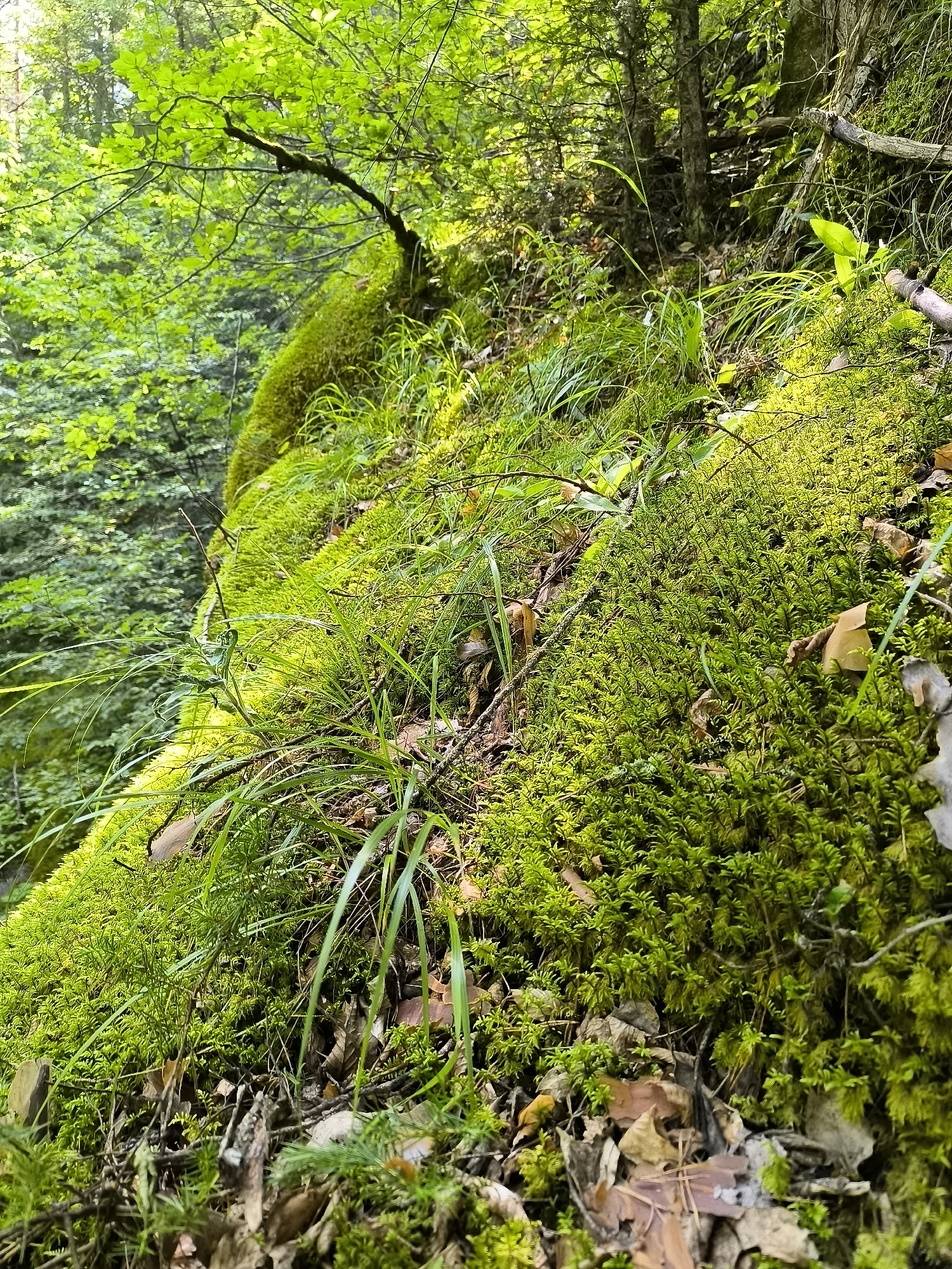 The image depicts a section of a moss-covered slope in a forest. The foreground is dominated by lush, bright green moss, with patches of dried leaves and twigs scattered throughout. Tall, thin blades of grass emerge from the mossy surface. In the background, the dense foliage of trees creates a verdant canopy, with dappled sunlight filtering through. The scene suggests a damp, shaded environment typical of a forest floor. There are no people or man-made structures visible in the image, and no specific landmarks that would indicate the location within the city of Kovachevitsa, Bulgaria. The image captures a natural forest landscape.