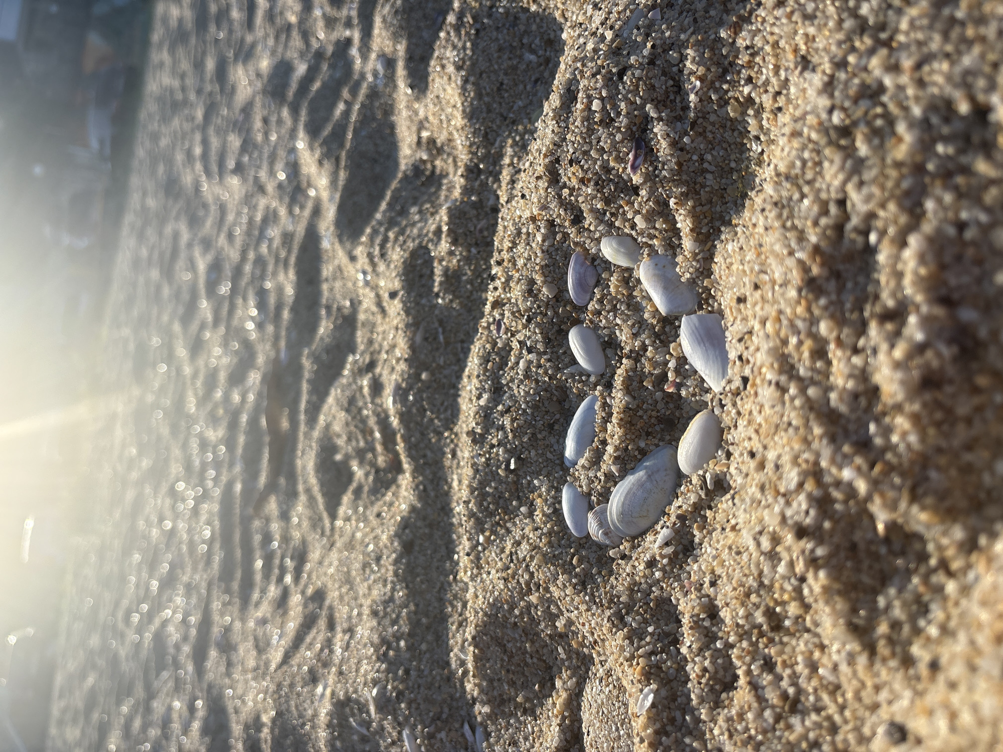 The image is a close-up, angled shot of a sandy beach. The sand is a mixture of light brown and tan grains, with some darker particles and small shells interspersed throughout. In the foreground and to the right, a collection of small, white seashells are arranged in the sand, forming a smiley face. The shells are varied in shape and size, with some appearing smooth and rounded, while others are more elongated and curved.
The background is out of focus, but appears to be more sand with wavy patterns, possibly from the tide or footprints. To the left of the frame, a bright, blurred light source creates a lens flare effect, suggesting sunlight. The overall lighting indicates it is daytime, likely morning or late afternoon due to the warm, golden quality of the light. The texture of the sand and the shells are emphasized, creating a tactile feel. There are no people or discernible structures visible. The scene evokes a sense of tranquility and simple pleasure, perhaps hinting at a moment of creative play on the beach. There is no visible text in the image.