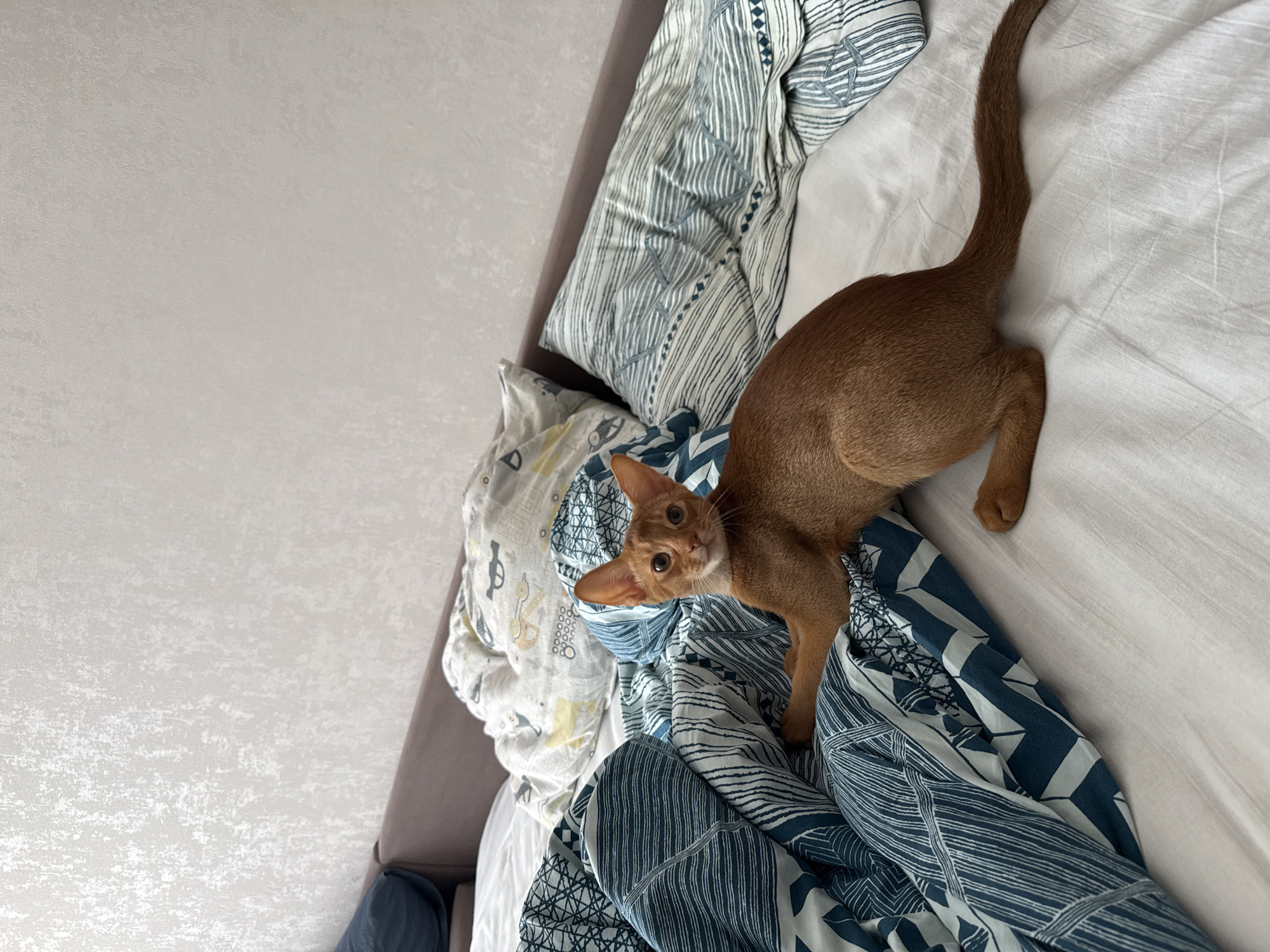 A young, auburn-colored cat with large ears is lying on a bed covered with patterned linens. The cat is positioned in the center of the frame, looking directly at the camera. The bed appears to be in a bedroom, with a wall covered in textured wallpaper visible in the background. The overall scene is one of domestic comfort. No specific location in Stary Oskol, Russia, can be determined from the image.