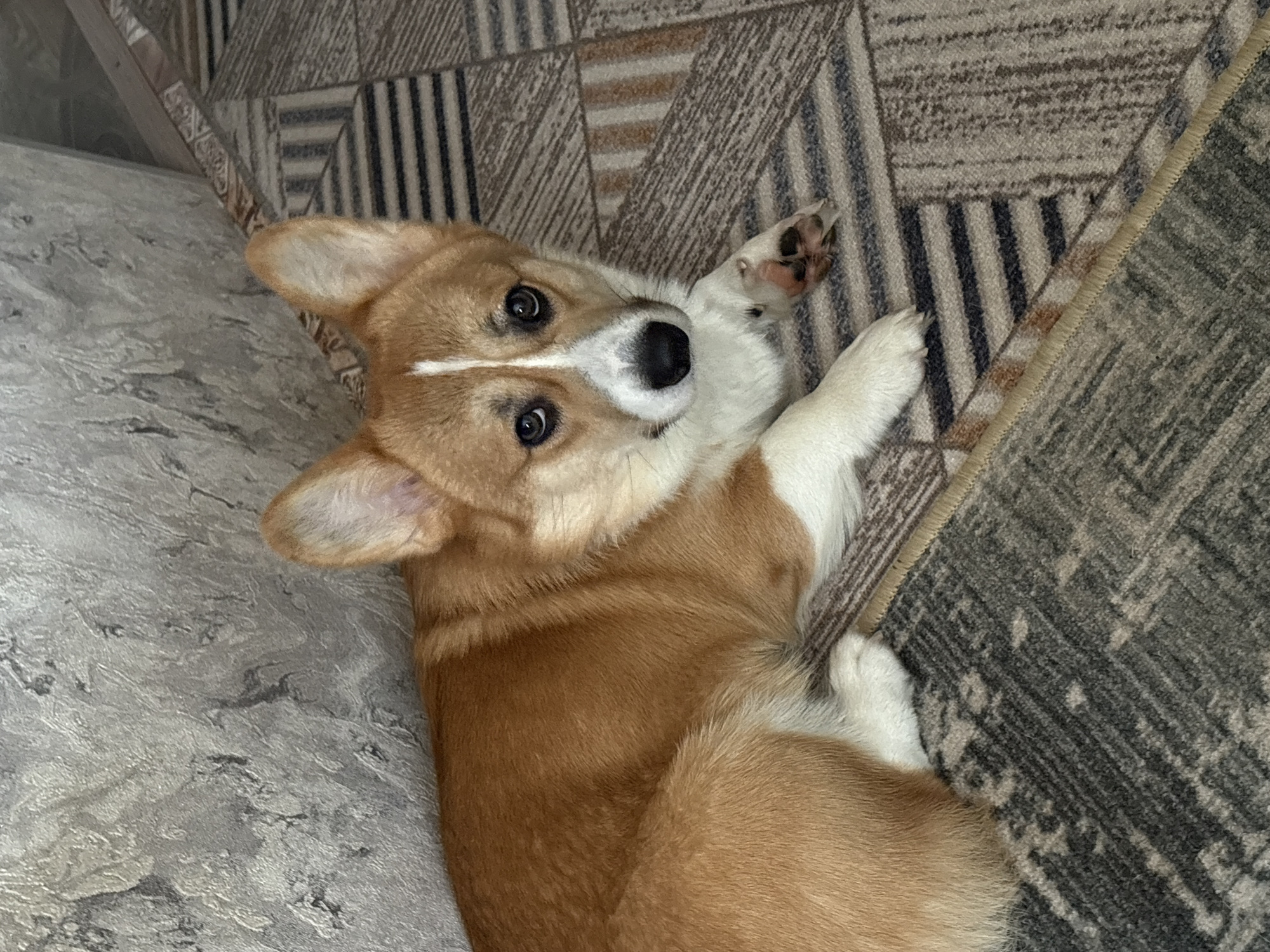 A tan and white corgi dog lies on a textured rug with its paws up in the air. The rug is divided into three sections with different designs, including dark stripes. The dog is looking up at the camera with large, round eyes. The dog appears to be lying on a couch and a floor covering. There is no information to conclude the image was taken in Klin, Russia.