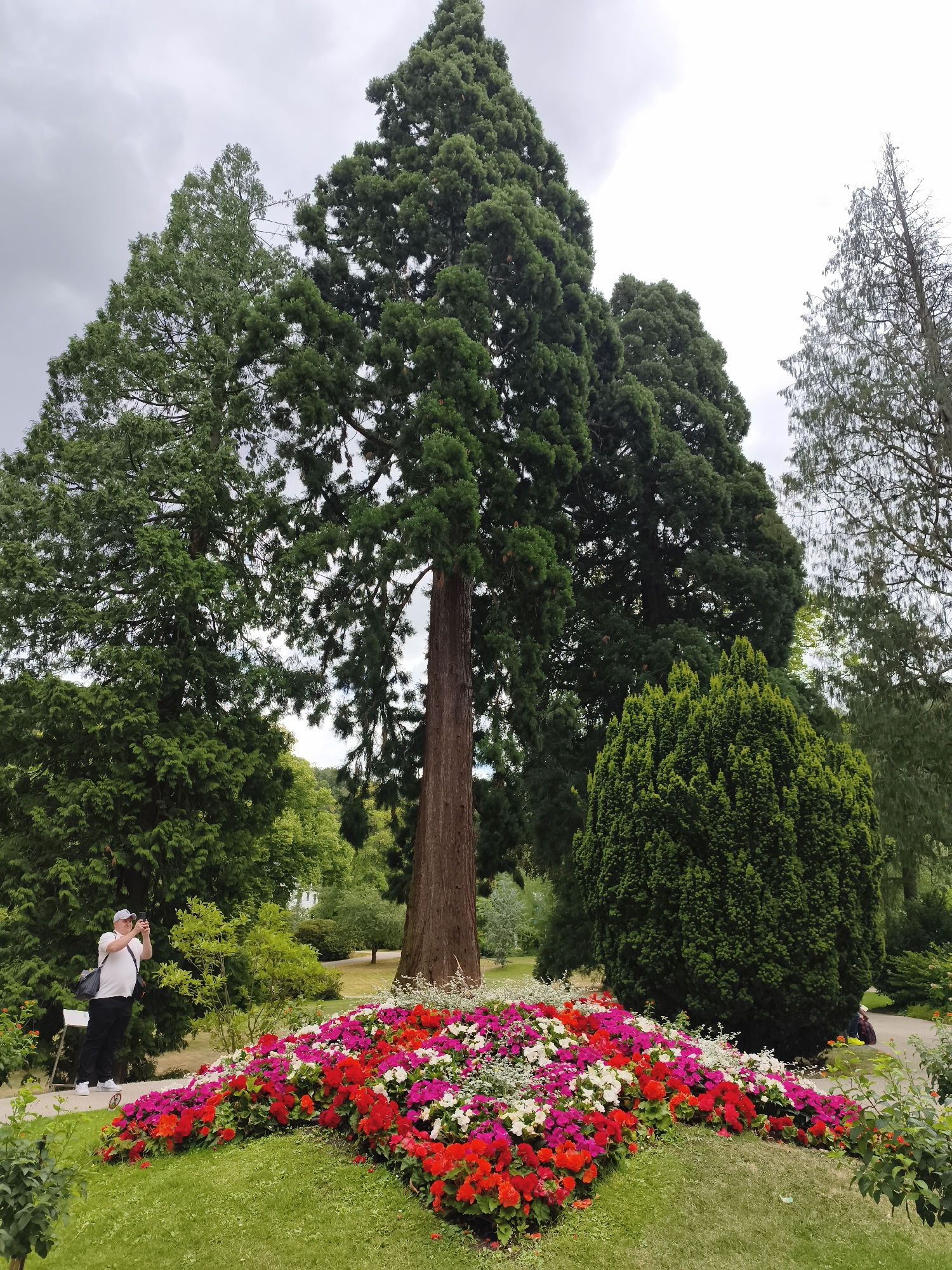 A medium shot captures a picturesque park scene in Königswinter, Germany, under an overcast sky. In the foreground, a vibrant heart-shaped flowerbed bursts with an array of red, pink, and white blossoms, bordered by lush green grass. To the left, a man wearing a white polo shirt, black pants, a white cap, and sneakers stands on a pathway, holding up a phone to take a photograph. He carries a dark bag slung over his shoulder. Behind him, the landscape unfolds with diverse trees, including towering sequoias with their distinctive reddish-brown bark and dense green foliage. A neatly trimmed evergreen shrub stands to the right of the flowerbed. In the background, more trees and glimpses of distant structures suggest a well-maintained park environment.