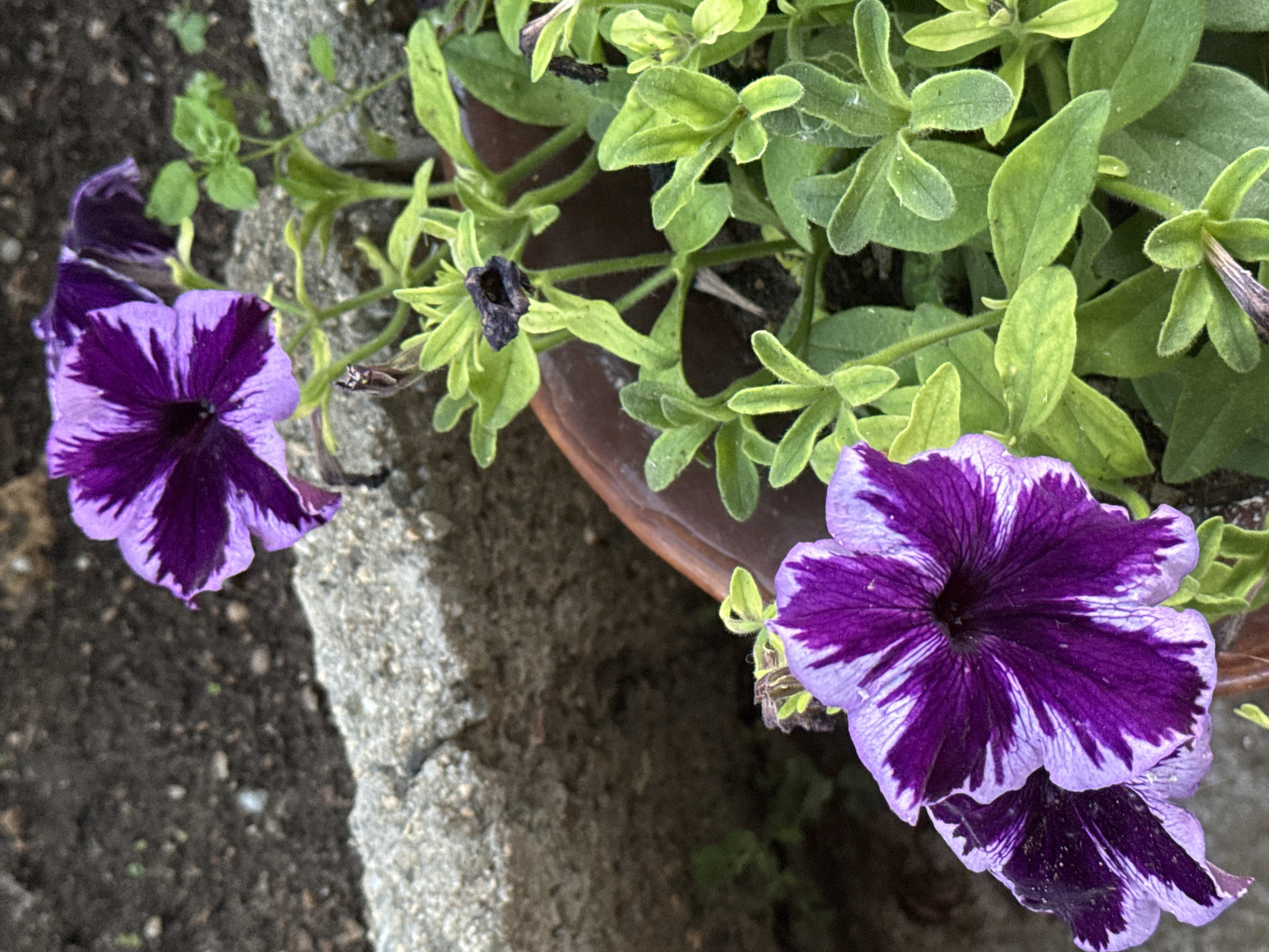The image displays a close-up outdoor scene featuring petunia flowers, located in the city of Koprinka, Bulgaria. The central focus is on two prominent petunia blossoms, each exhibiting a distinctive variegated pattern of deep violet and pale lavender or white stripes radiating from a dark purple throat. One fully open bloom is positioned in the lower-left portion of the frame, with a partially visible bloom directly behind it. Another fully open petunia is situated in the upper-right quadrant. The plant supporting these flowers presents numerous vibrant green leaves, some appearing slightly textured or pubescent. Interspersed among the foliage are several dried or senescent floral structures, dark brown to black in color, indicating past blooms. The petunia plant is contained within a brown planter or pot, a segment of which is visible along the lower-right and central-right edges of the image. To the left and behind the plant, a rough-textured, light gray concrete or stone barrier extends horizontally across the mid-ground, showing signs of wear and surface irregularities. The background consists predominantly of dark, granular soil or earth, with sparse, small green shoots visible in softer focus. The scene is illuminated by natural light, producing diffused highlights and soft shadows. No human figures or discernible actions are present.