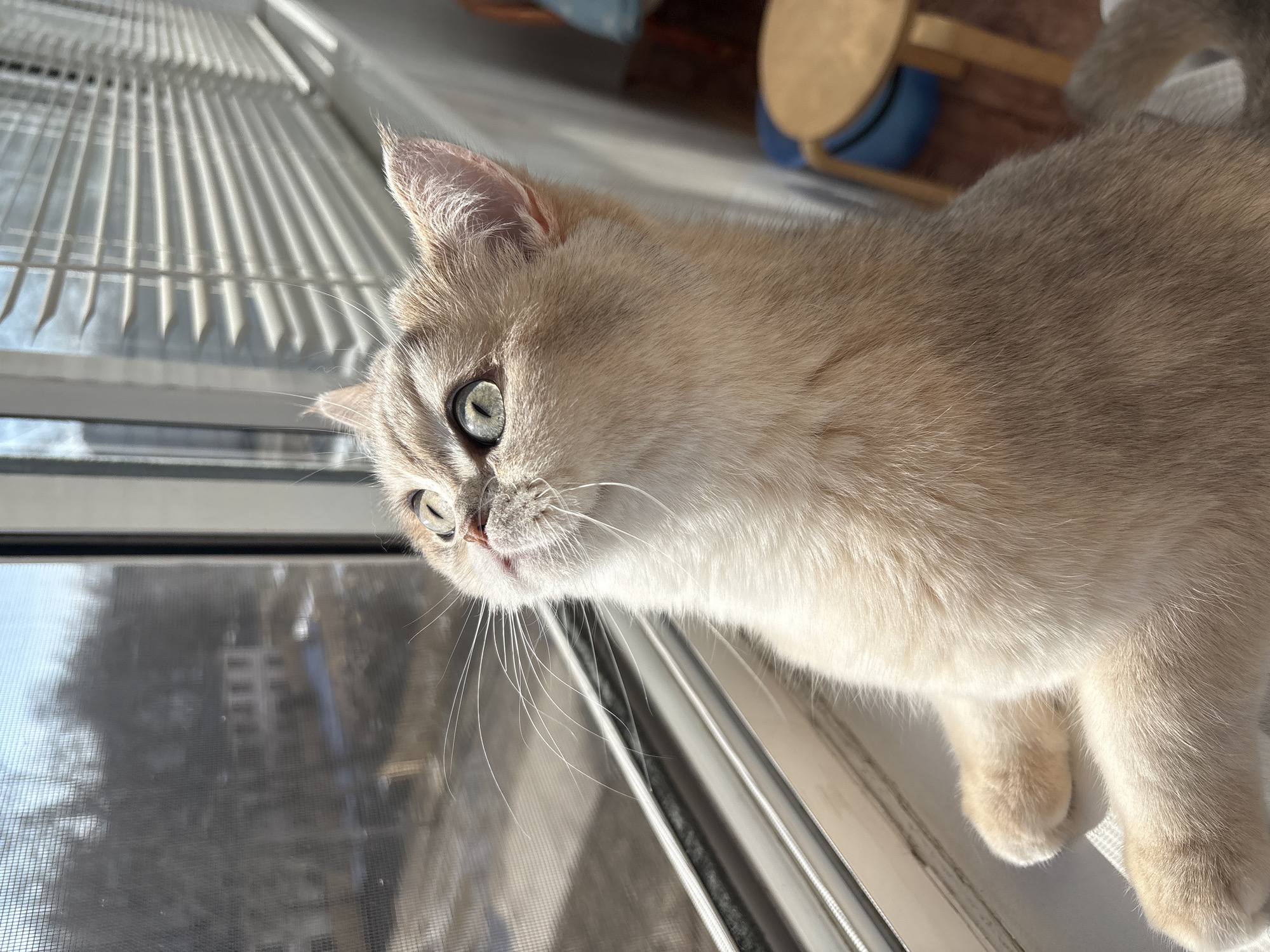 A domestic cat with light-colored fur and green eyes is resting on a window ledge. A mesh screen covers the window behind the cat. Vertical blinds are partially visible. Outside the window, indistinct buildings can be seen. A partial view of a stool or chair is in the background. There is no evidence in the image to suggest that the photo was taken in Chaikovsky, Russia.