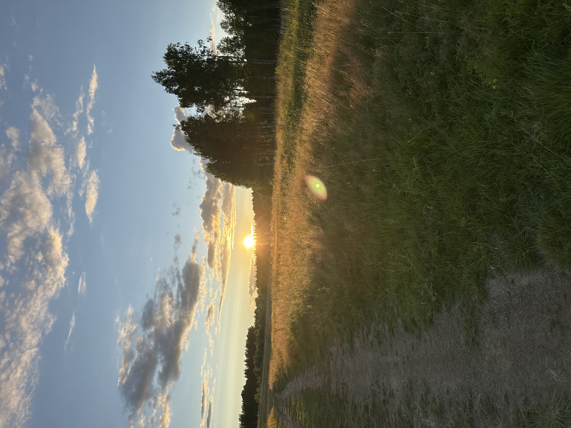 A dirt path leads through a sun-drenched field of tall, dry grass towards a line of trees at the horizon. The sun, a bright, low disc, is partially obscured by clouds and casts a warm, golden light across the landscape, highlighting the texture of the grass and the dust kicked up on the path. In the distance, the treeline forms a dark silhouette against the bright sky, which is a gradient of soft blue at the top, transitioning to a pale yellow and orange near the horizon, indicating sunset. Scattered white and grey clouds are present in the sky, catching the sunlight. The overall scene is tranquil and natural, likely a rural or undeveloped area. The location is identified as Mars, Russia. No people or animals are visible.