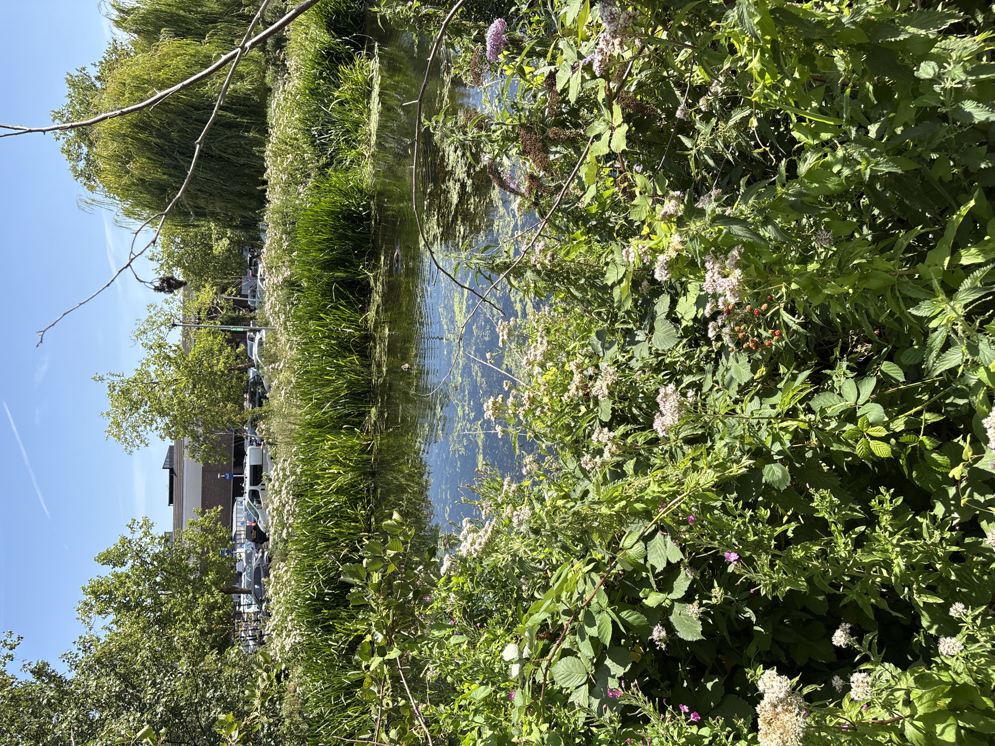 This image depicts a natural scene adjacent to a commercial area in Chelmsford, United Kingdom. The foreground is filled with lush green vegetation, including various plants with white and pinkish flowers, and some with visible red berries, suggesting a summer or early autumn season. A body of water, likely a canal or river, occupies the middle ground, reflecting the blue sky and trees. Scattered green algae or duckweed floats on the surface of the water. In the background, behind a dense line of reeds and trees, a parking lot filled with numerous cars and vans is visible, as well as the side of a building with a dark roof and a lighter colored facade. A weeping willow tree stands prominently on the right side of the image. The overall impression is a juxtaposition of urban development and untamed nature within a city.