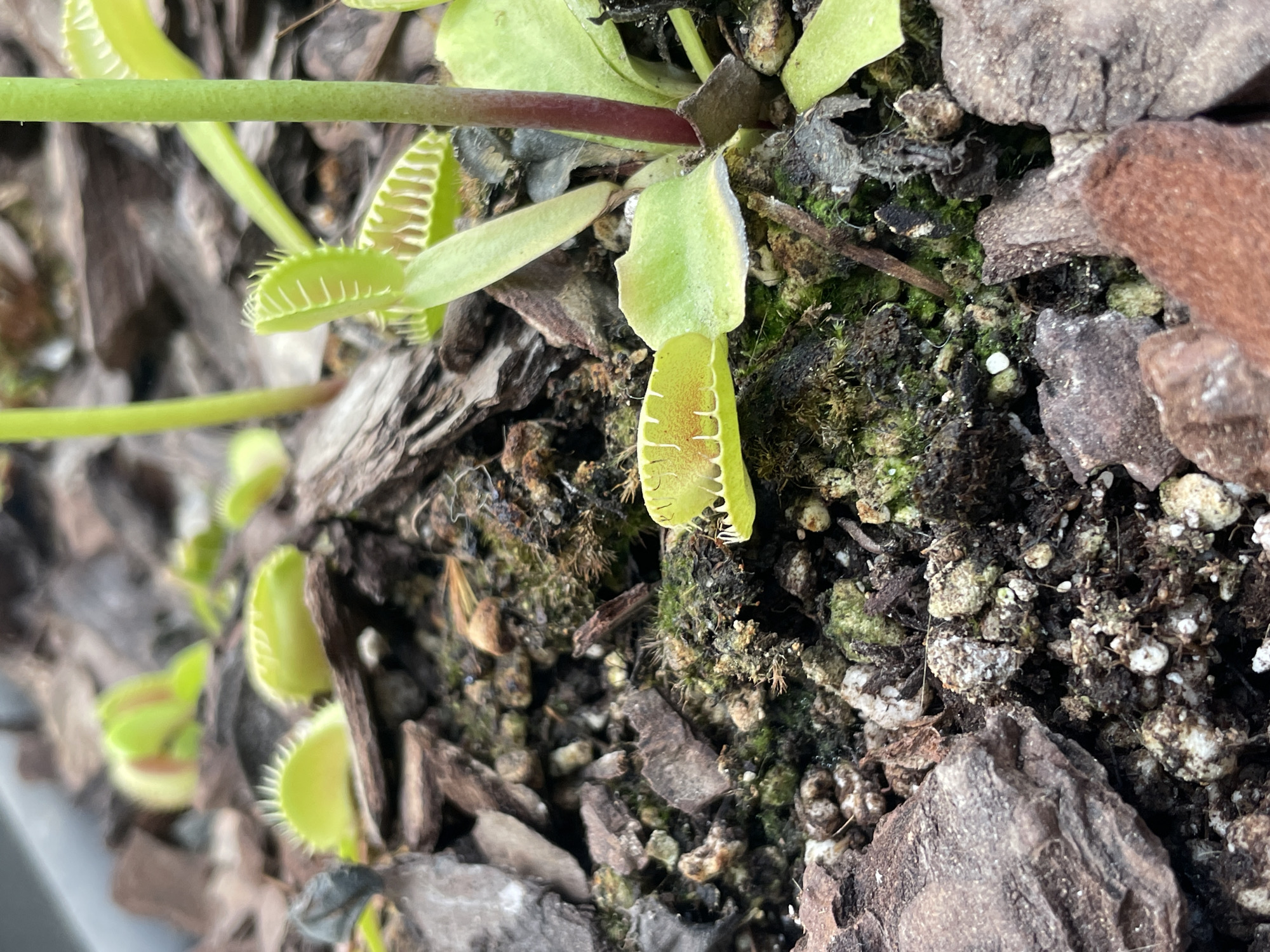 The image shows a Venus flytrap (Dionaea muscipula) plant growing in a substrate of bark chips and moss. The plant has several green traps, one of which appears to have captured an insect inside. The setting is unclear, and there is no visual evidence to suggest it is specifically located in Barcelona, Spain. No people, actions, or interactions are visible. The primary subject is the Venus flytrap plant. The environment is a potted arrangement or container where the plant is growing.