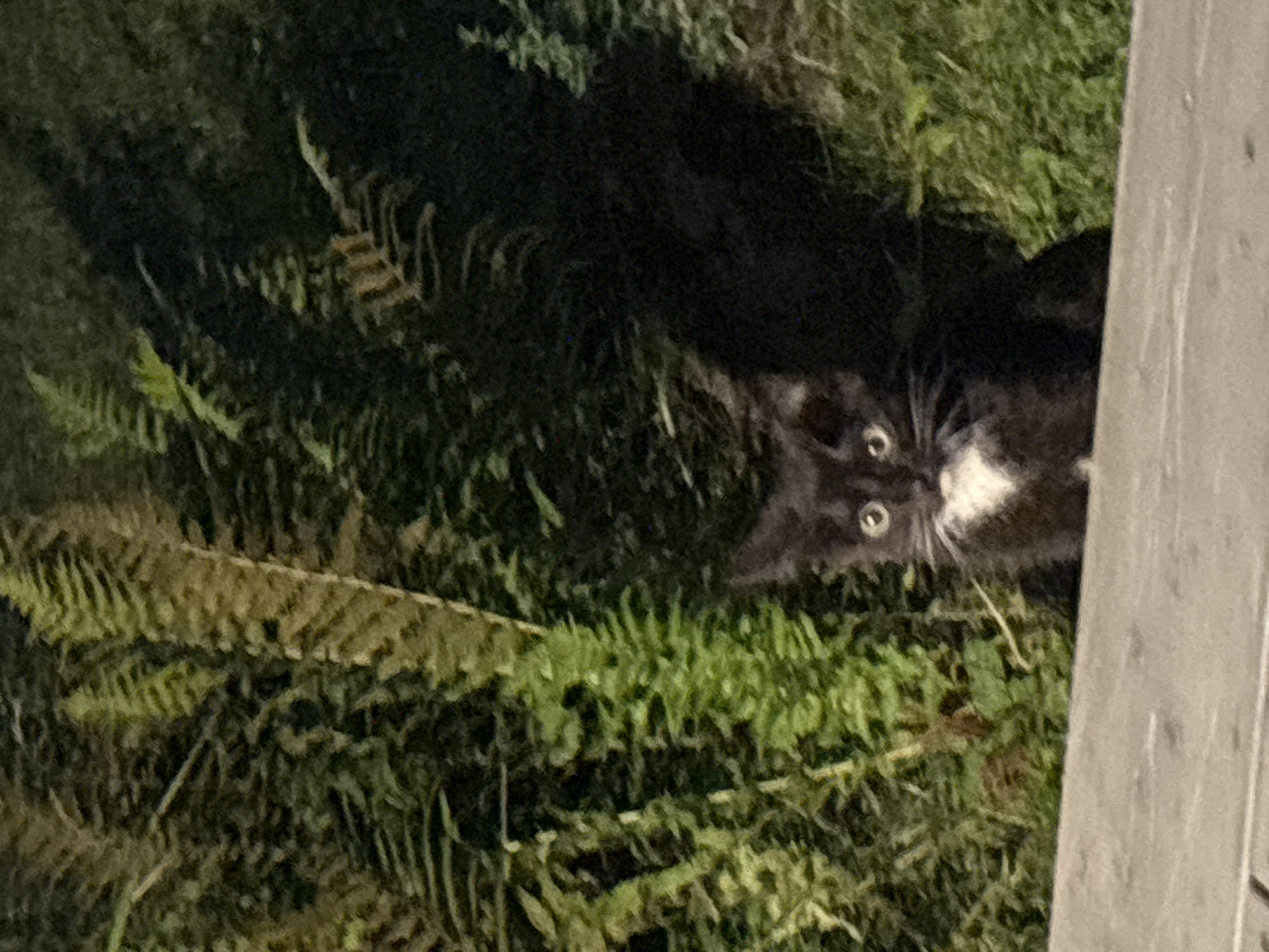 A black kitten with a white patch on its chest sits on a light-colored surface in front of dense green foliage and ferns. The kitten's eyes are wide open and looking forward. The background consists of shadows and greenery, suggesting an outdoor setting, possibly a garden or natural area. The image appears to be taken at dusk or in low light conditions, as indicated by the shadows and the bright eyes of the kitten. There is no identifiable location in Zvenigorod, Russia.