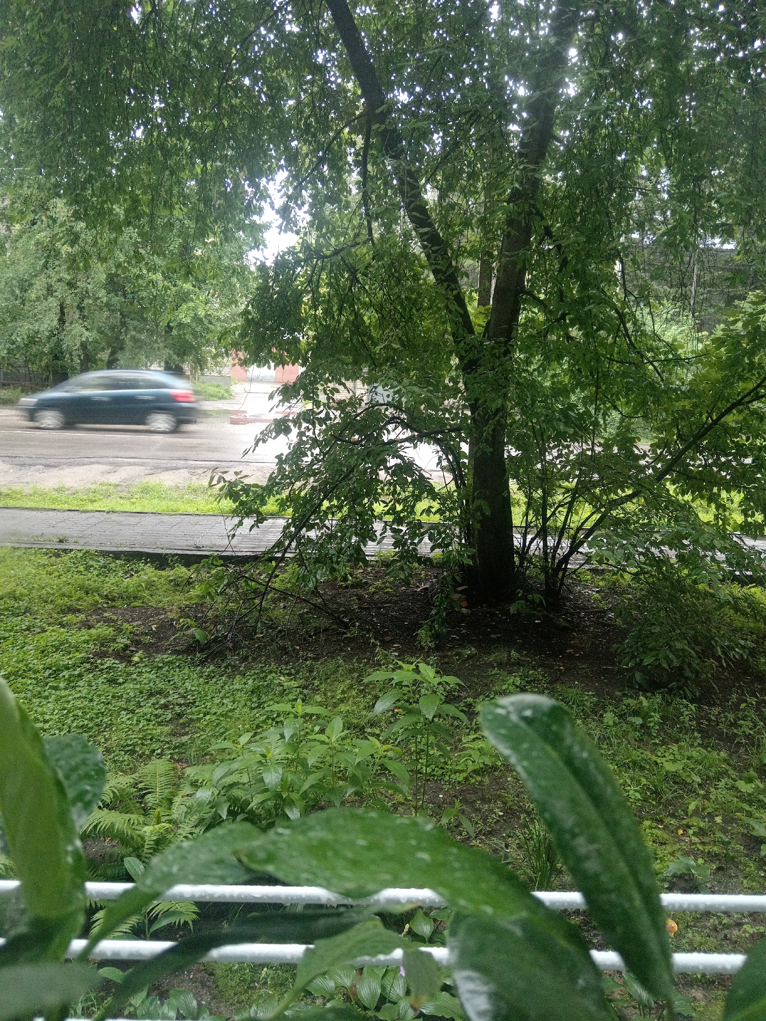 A blurred, dark teal sedan is driving on a wet asphalt road in Belogorsk, Russia. The car is moving from left to right in the frame. The road is bordered by a sidewalk or paved path, then a grassy area with scattered plants and ferns. A large tree with dense green foliage dominates the right side of the image, its branches partially obscuring the sky. The overall scene is overcast and appears to be after rainfall, indicated by the wet surfaces and water droplets on leaves in the foreground. The foreground is partially obstructed by out-of-focus green leaves and a white railing.