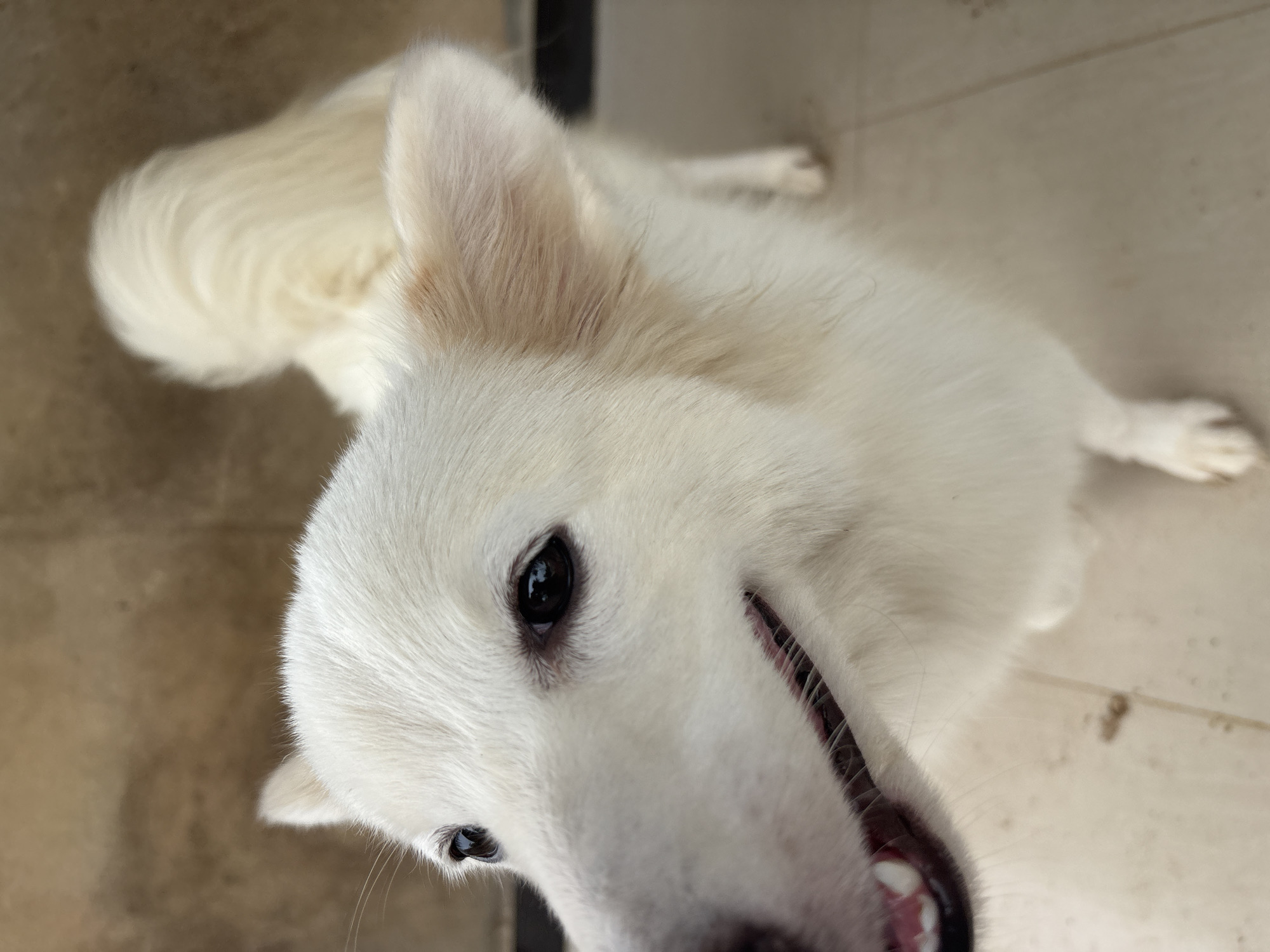A white dog is lying on a tiled floor, likely indoors. The dog appears to be looking up at the camera. The location is specified as Ikot Ekpene, Nigeria.