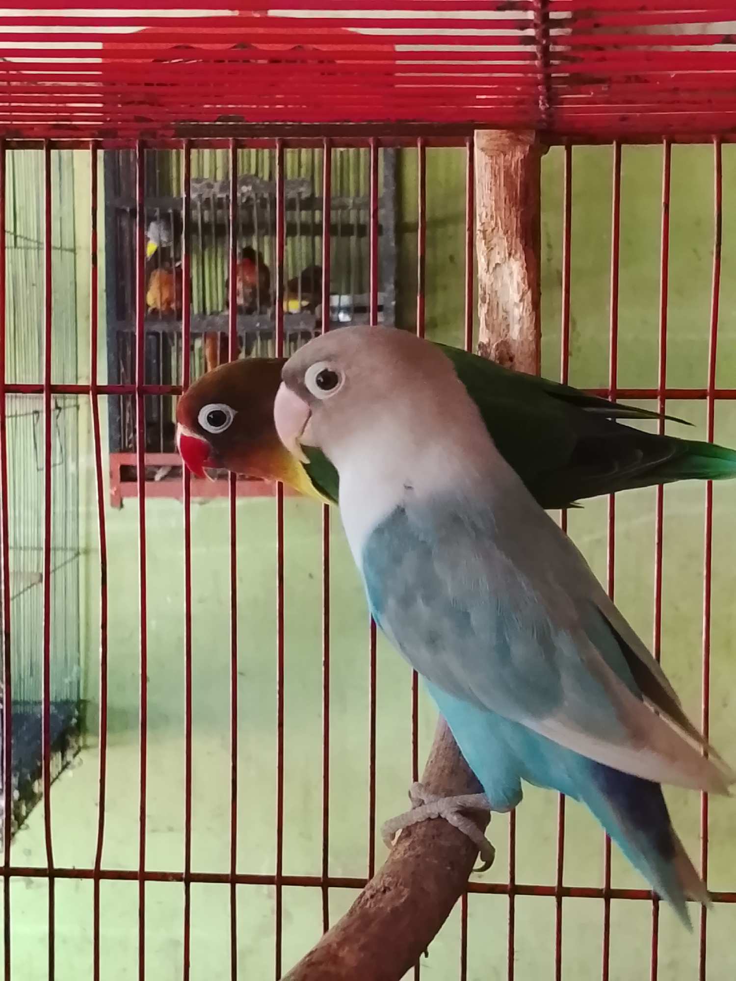 Two lovebirds are perched on a wooden branch inside a red-barred cage. The bird in the foreground is a pale blue and white lovebird, with its head tilted slightly. Behind it and to the left is a lovebird with a brown head and yellow neck, looking to the left. The background is a light green wall. The cage is made of red metal bars and has a red metal top. The scene appears to be located in a domestic setting within the city of Kuta Trieng, Indonesia.