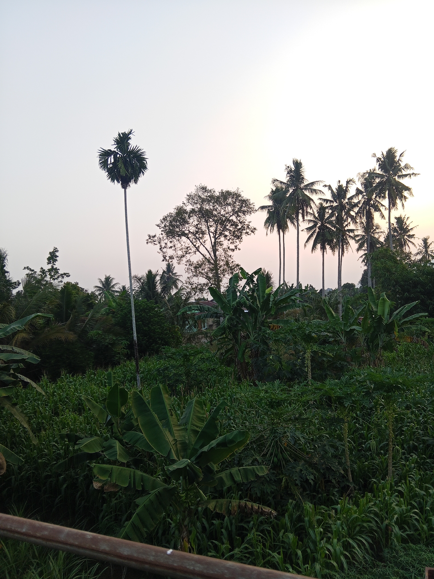 This image depicts a lush, green landscape filled with various tropical vegetation, including banana trees and tall palm trees. The scene appears to be a rural or semi-rural area, with dense foliage dominating the frame. In the background, several tall coconut palm trees are visible, silhouetted against a pale sky, suggesting either sunrise or sunset. A lone, distinctive palm tree with a fan-shaped crown stands prominently in the left-middle ground, its trunk exceptionally tall and slender. Below these trees, a dense undergrowth of smaller plants and grasses creates a rich, textured carpet of green.
Given the vegetation and typical landscape, this scene is highly likely to be located in Lubuklinggau, Indonesia, a city known for its tropical climate and surrounding natural beauty. The presence of abundant plant life, particularly coconut palms and banana trees, aligns with the flora commonly found in this region. The overall impression is one of natural abundance and a tranquil, verdant environment, possibly a garden, farm, or natural reserve within or on the outskirts of Lubuklinggau. There are no people or animals visible in the image, focusing the viewer's attention solely on the botanical elements and the natural landscape.