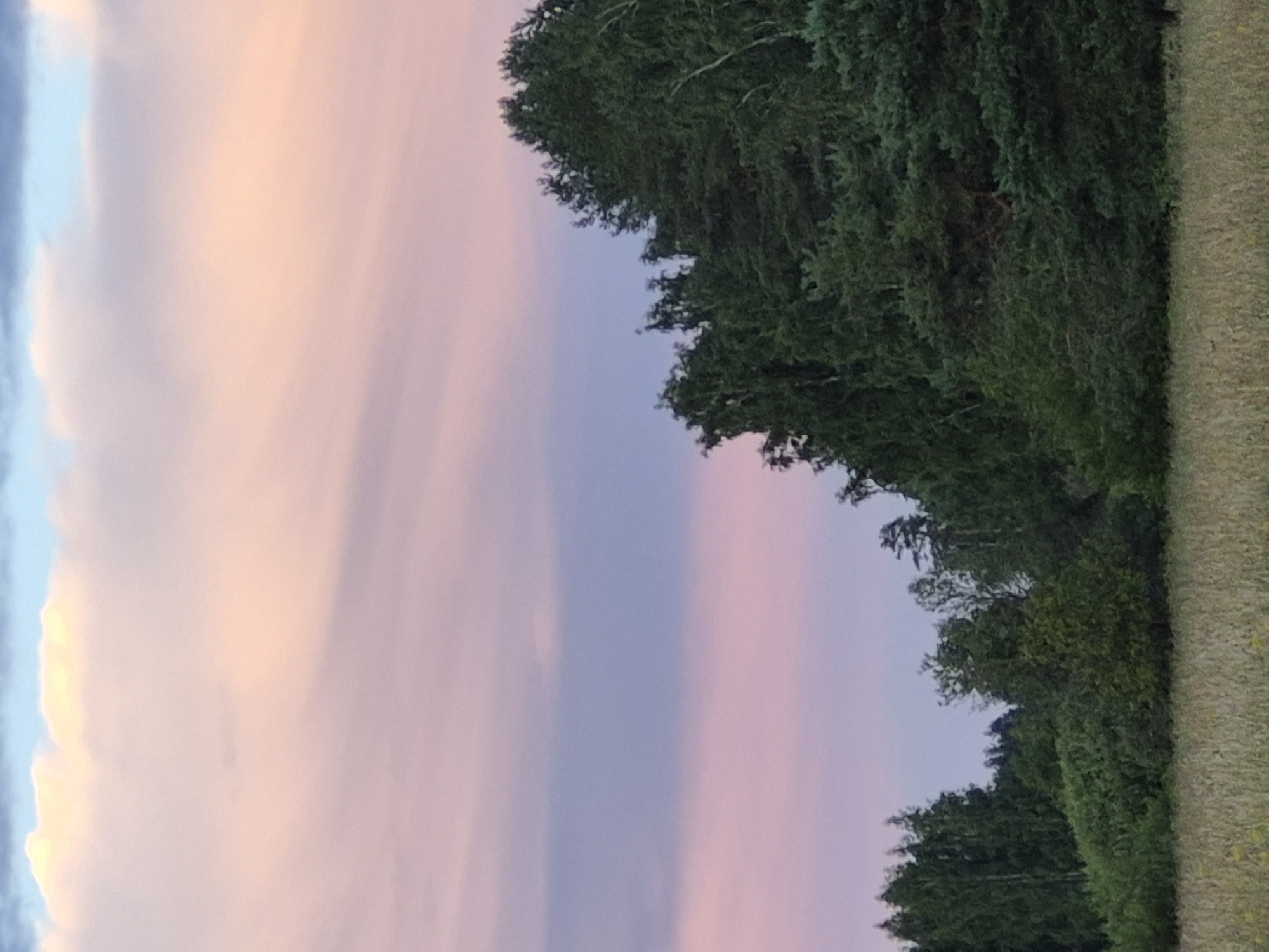 The image depicts a pastoral landscape at dusk, with a field of tall, dry grass in the foreground. Behind the field, a dense forest of various trees, primarily evergreens and deciduous varieties, stretches across the mid-ground. The trees are dark green and form a thick, undulating line. The sky above is a gradient of soft colors, transitioning from pale yellow and pink near the horizon to muted blues and purples higher up, indicating the setting sun. The scene is devoid of human presence or any discernible structures. The location is identified as Sooblase, Estonia, though no specific landmarks within the city are visible. The overall impression is one of serene natural beauty, typical of the Estonian countryside during twilight.