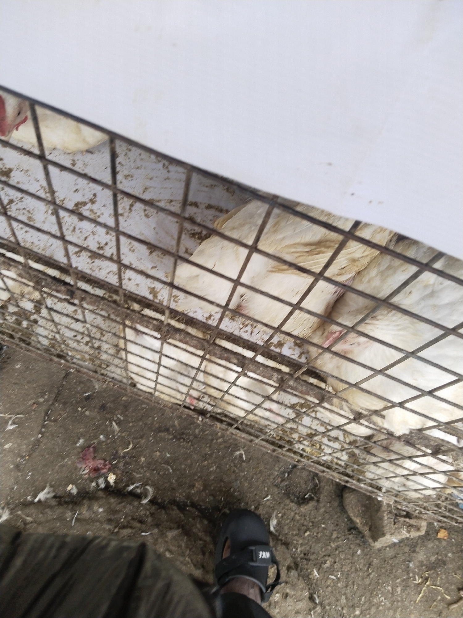 The image depicts a crowded and unsanitary environment, likely an informal live poultry market or holding area in Uyo, Nigeria. The primary subjects are several white chickens, possibly broiler chickens, confined within a dirty, metallic grid cage. Many chickens are visible, appearing to be tightly packed together. One close-up shows a chicken's underbelly with a noticeable reddish area, potentially an injury or a natural anatomical feature, amidst its feathers.
The cage itself is visibly soiled with dirt, feathers, and what appears to be poultry droppings. Below and around the cage, the ground is a mix of dirt and concrete, heavily littered with numerous white feathers, dirt, and some reddish, possibly organic, debris. In the lower left foreground, a person's leg and foot are visible. The person is wearing a black sandal or slide, which has the brand name "NIKE" clearly visible in white text on its strap.
Above the cage, a large white panel or surface partially obstructs the view of the background. The overall impression is one of confined animals in an unkempt and possibly commercial setting. There's no specific activity other than the chickens being held in the cage and the presence of the observer. The time of day and weather conditions are not discernible. The scene conveys a raw, unpolished glimpse into the conditions of animal handling in such environments.