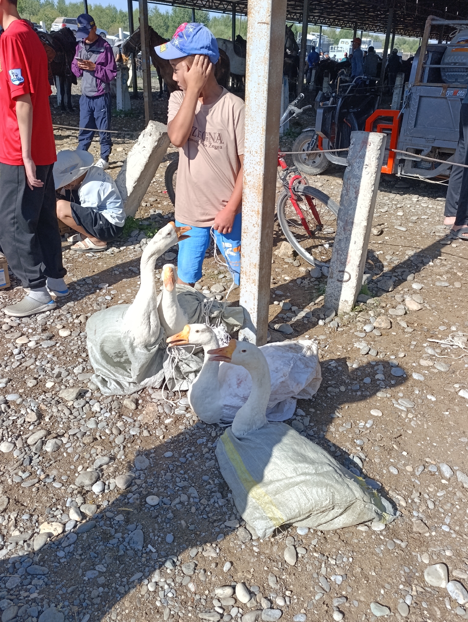 In At-Bashy, Kyrgyzstan, at a market, a group of people are gathered. In the foreground, three white geese are bagged and tied with white string, with their necks and heads protruding. One goose has its mouth open. To the left, a young person in a red t-shirt and black pants stands. Next to them, another young person wearing a white hat and blue shorts is crouching. Further back, a boy in a tan t-shirt and blue shorts stands with his hand to his ear. Behind him, a man in a purple jacket and blue pants is looking at his phone. In the background, there are horses, a motorcycle, and a small truck. The ground is covered with gravel and dirt, and there are shadows cast by the overhead structure.