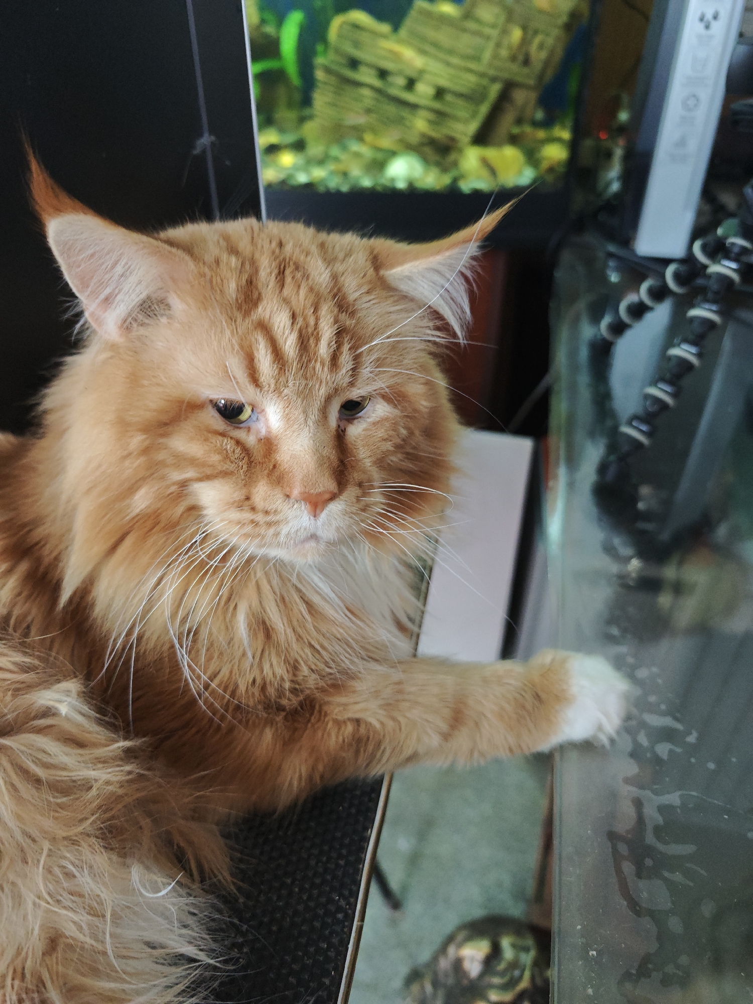 This is a close-up, medium shot photograph of a large, ginger Maine Coon cat. The cat is positioned on the left side of the frame, looking down and to the right. Its fur is long and fluffy, with distinct tabby markings on its face and body. The cat's left paw rests on a glass surface in the foreground, with its white paw visible. The background is out of focus but appears to include an aquarium with green aquatic plants and a blurred object resembling a tripod or camera equipment. The lighting is moderate, highlighting the cat's features. The scene does not provide any specific information about the city of Abakan, Russia, or any human presence.