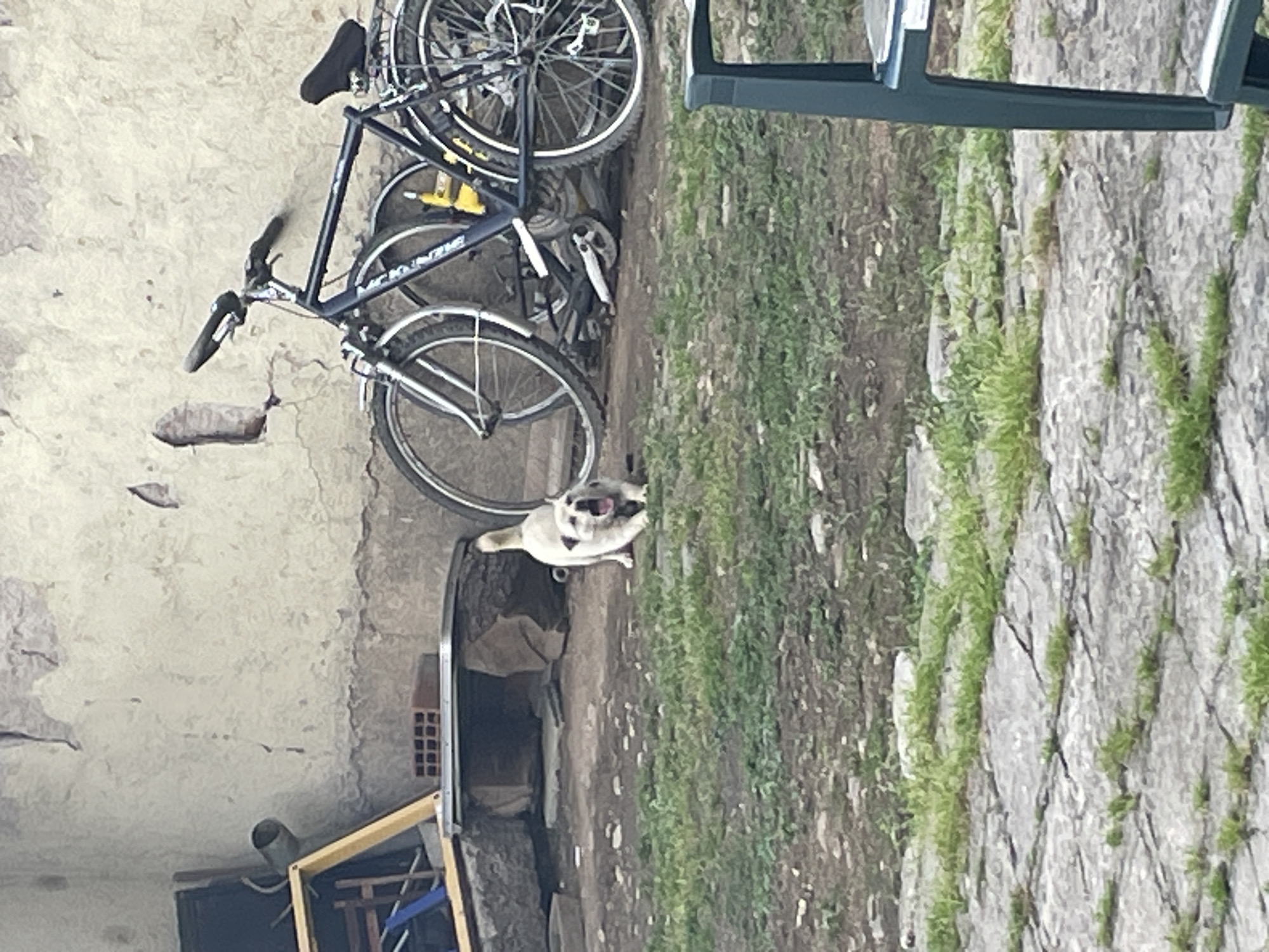 The image, taken in Ihtiman, Bulgaria, captures an outdoor scene featuring a bicycle and a dog.
On the left side of the frame, a dark-colored mountain bike is propped against a weathered, light-colored concrete or stone wall. The brand "MCKINLEY" is clearly visible on the bicycle's frame. Another bicycle is partially visible behind it. The ground beneath the bikes is rough, exposed earth. The wall itself shows signs of age, with visible cracks and imperfections.
To the right of the bicycle, on a slightly lower level of earth, a small, light-colored dog (appearing beige or white) is captured with its mouth wide open, suggesting it is barking or panting. Its tongue is visible, and it has dark eyes and a dark nose. The dog is positioned near what appears to be a metal container or trough. Beyond the dog, the ground transitions into an area covered with green grass and weeds, interspersed with exposed rock or stone. In the far right, parts of a dark green outdoor chair or piece of furniture are partially visible. In the bottom left quadrant, some wooden framing and a red brick are discernable, indicating construction materials or discarded items.
The scene is lit by natural daylight, suggesting it is daytime with clear weather. The dog's expression conveys alertness or vocalization. The overall setting implies a rustic backyard or an outdoor utility area, consistent with a less urbanized environment.