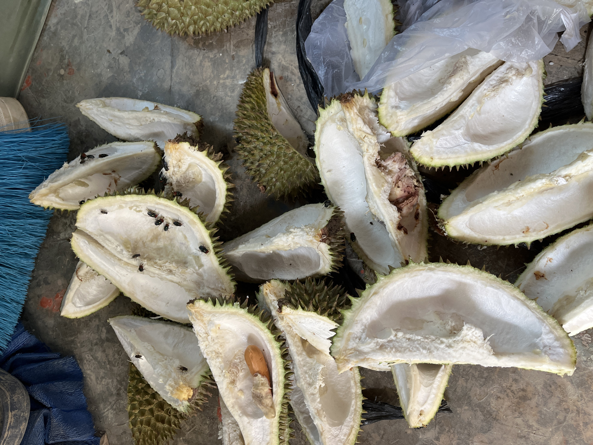 The image shows durian husks and some durian flesh scattered on a concrete surface. The husks are the spiky outer shells of the durian fruit, and they are mostly empty, with some remnants of the flesh visible inside. There are also several flies on the husks and flesh, indicating the fruit is decaying. In the background, there is a blue broom and a blue tarp. The scene appears to be an outdoor area, possibly a market or a street in Benuaraja, Indonesia, given the presence of durian, a fruit native to Southeast Asia and popular in Indonesia. The overall impression is one of waste and decay, with the flies suggesting a lack of sanitation.