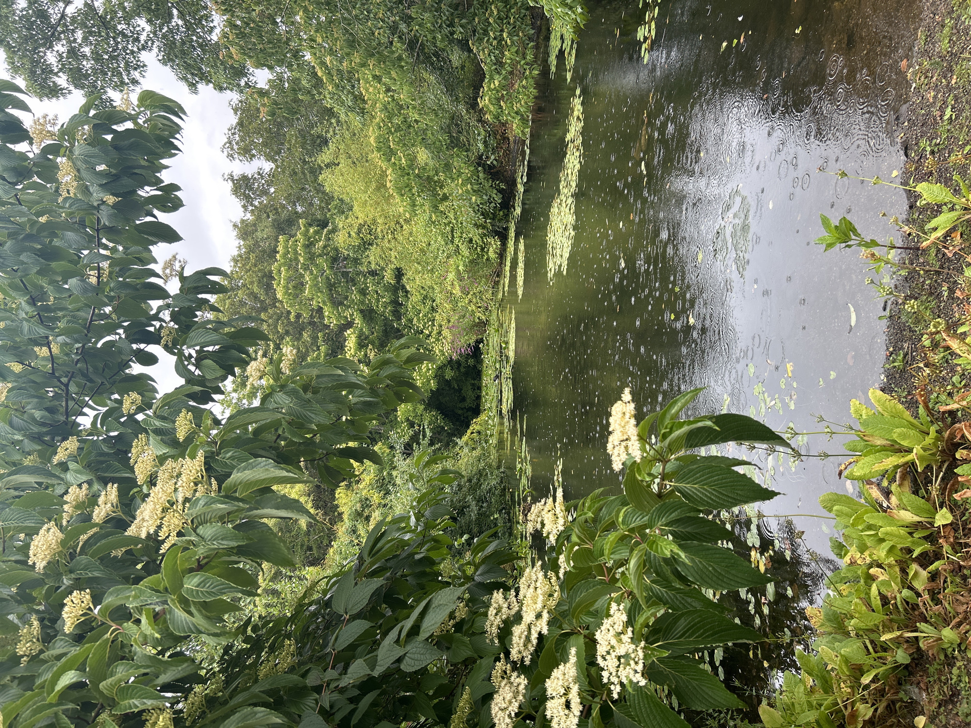 An eye-level medium shot captures a tranquil pond in the city of Edinburgh, United Kingdom, during a light rain shower. The water's surface is dappled with the concentric circles created by falling raindrops, and scattered lily pads float serenely. The pond is surrounded by lush, verdant foliage; in the foreground, a flowering shrub with delicate white blossoms droops gracefully, its leaves a vibrant green. Behind the pond, a dense wall of trees and bushes forms a natural backdrop, with a variety of greens and yellows. The sky above is overcast, contributing to the muted, serene atmosphere of the scene. There are no people or animals visible in the image.