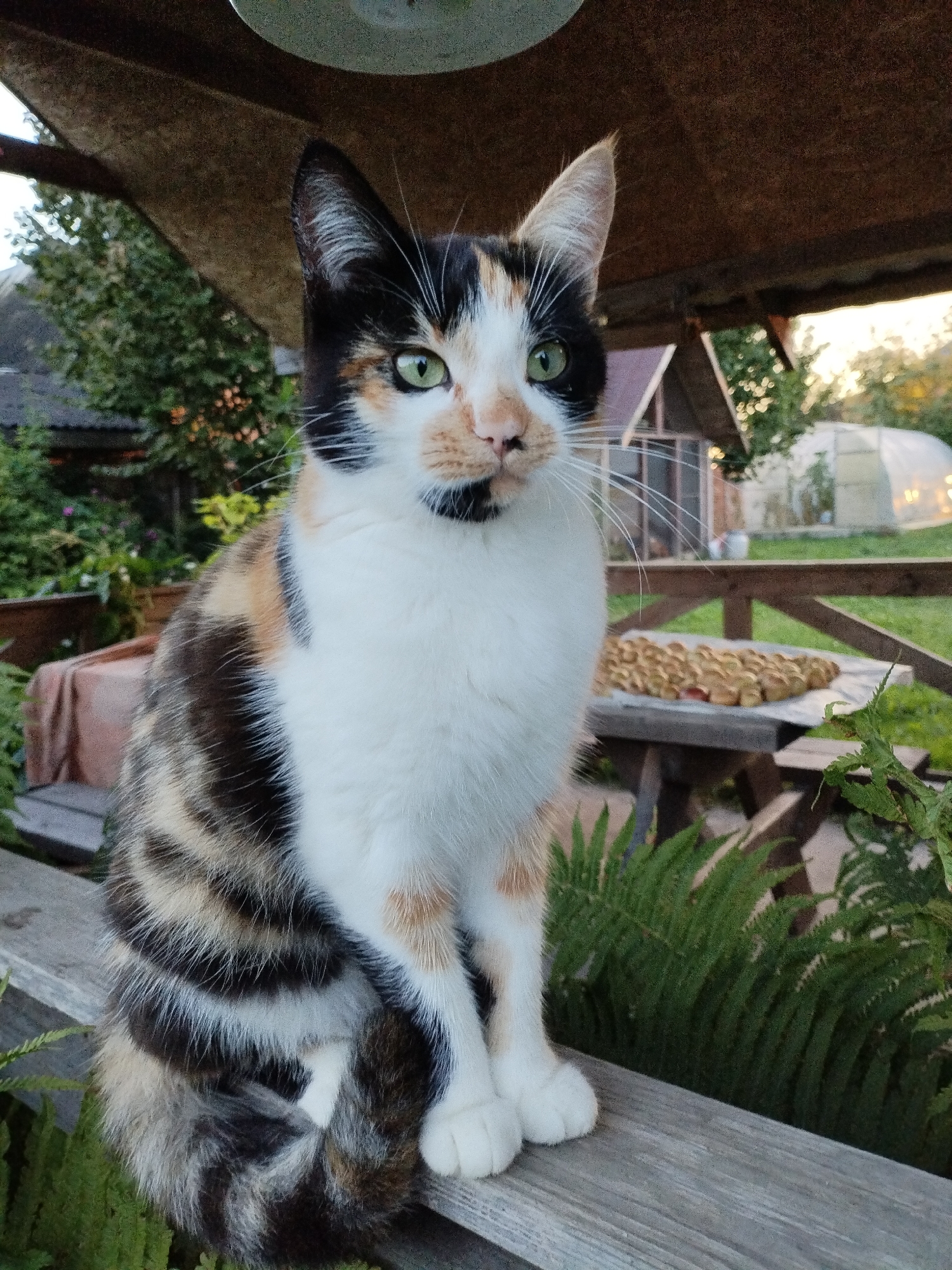 A calico cat with green eyes sits on a wooden bench outdoors. The cat has white, orange, and black fur. In the background, there is a wooden fence, a table with some baked goods, and a greenhouse. The scene appears to be in a rural setting, possibly a backyard or garden. The lighting suggests it is either early morning or late afternoon. The location is identified as Bialynichy, Belarus.