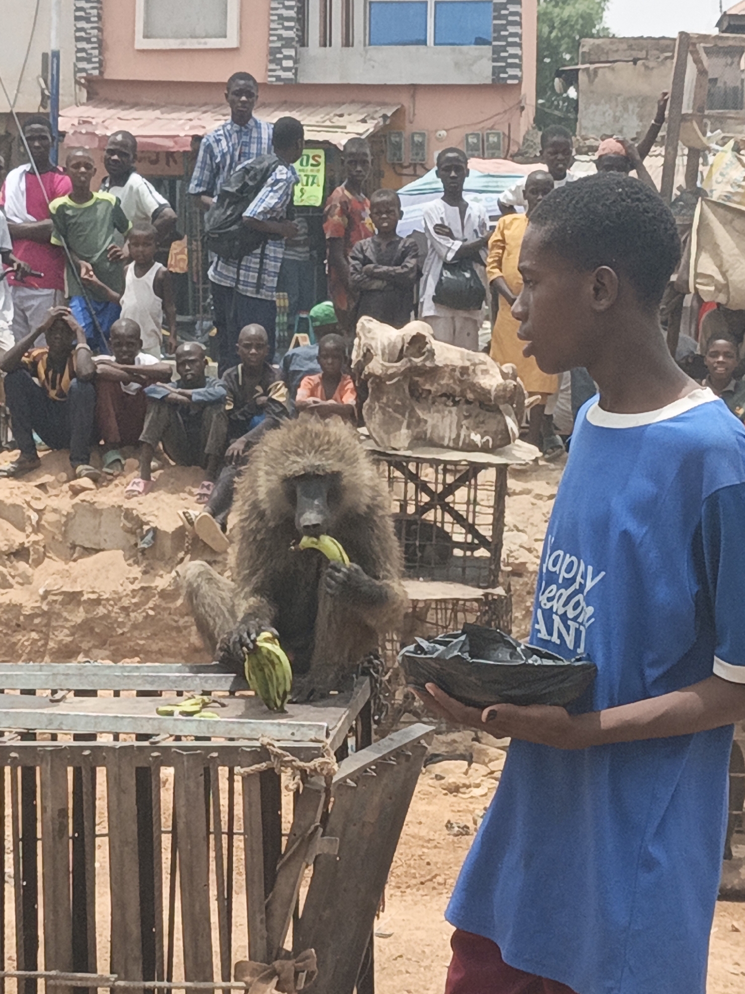 In Gawuna, Nigeria, a baboon is sitting on a wooden structure and eating a banana. In front of the baboon, a young man in a blue t-shirt is holding a black dish. Behind the baboon and the young man, a crowd of people is watching the scene. The background shows a street scene with buildings.