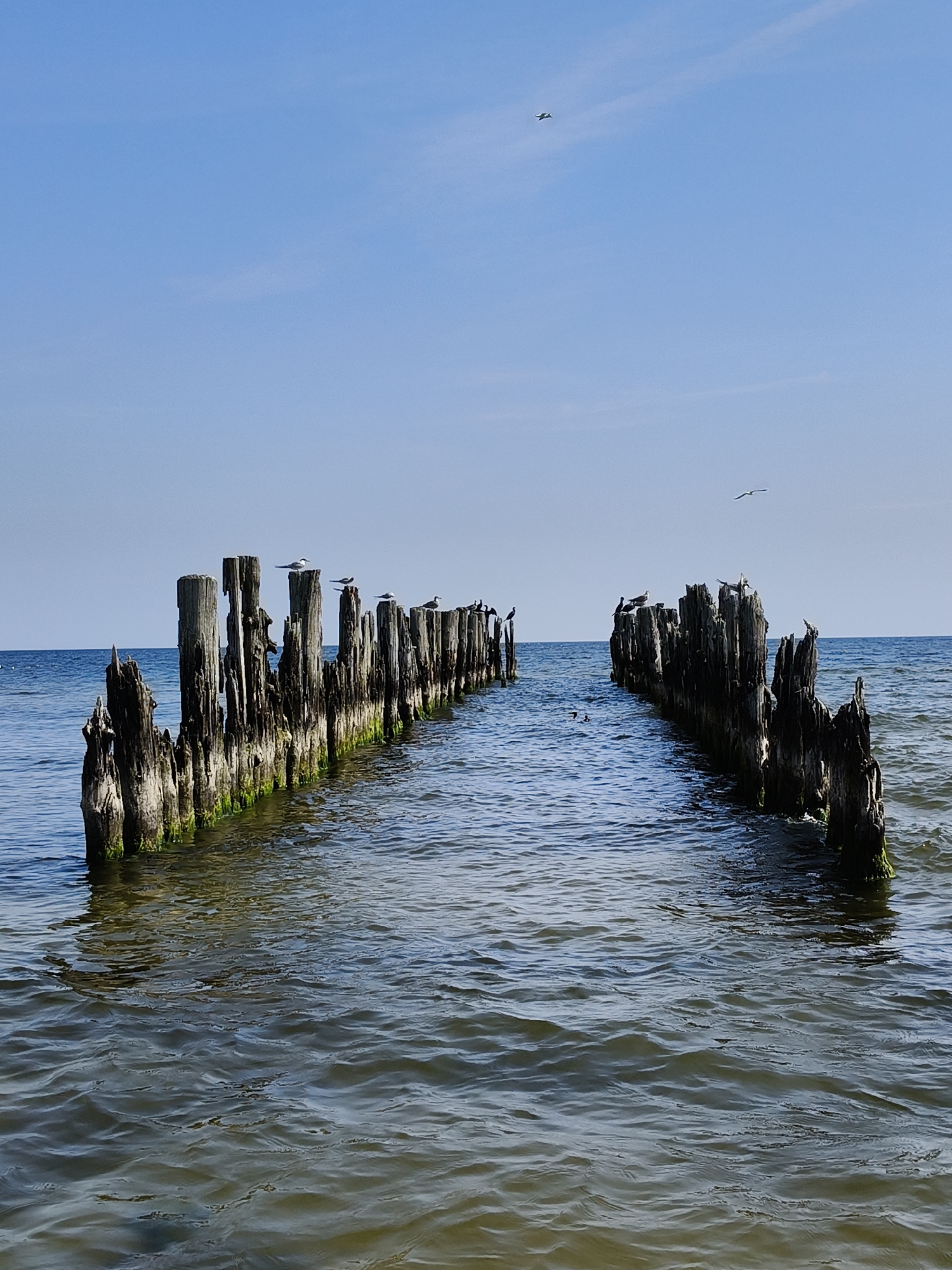 The image depicts a serene seascape with the remains of a pier extending into the water. The pier consists of weathered wooden pilings, some of which are partially submerged and covered in green algae. Several birds, possibly seagulls and terns, are perched on the pilings and soaring in the bright blue sky. The water is calm with gentle ripples, and the horizon is clearly defined where the sea meets the sky. The scene is located in Bigauņciems, Latvia.
