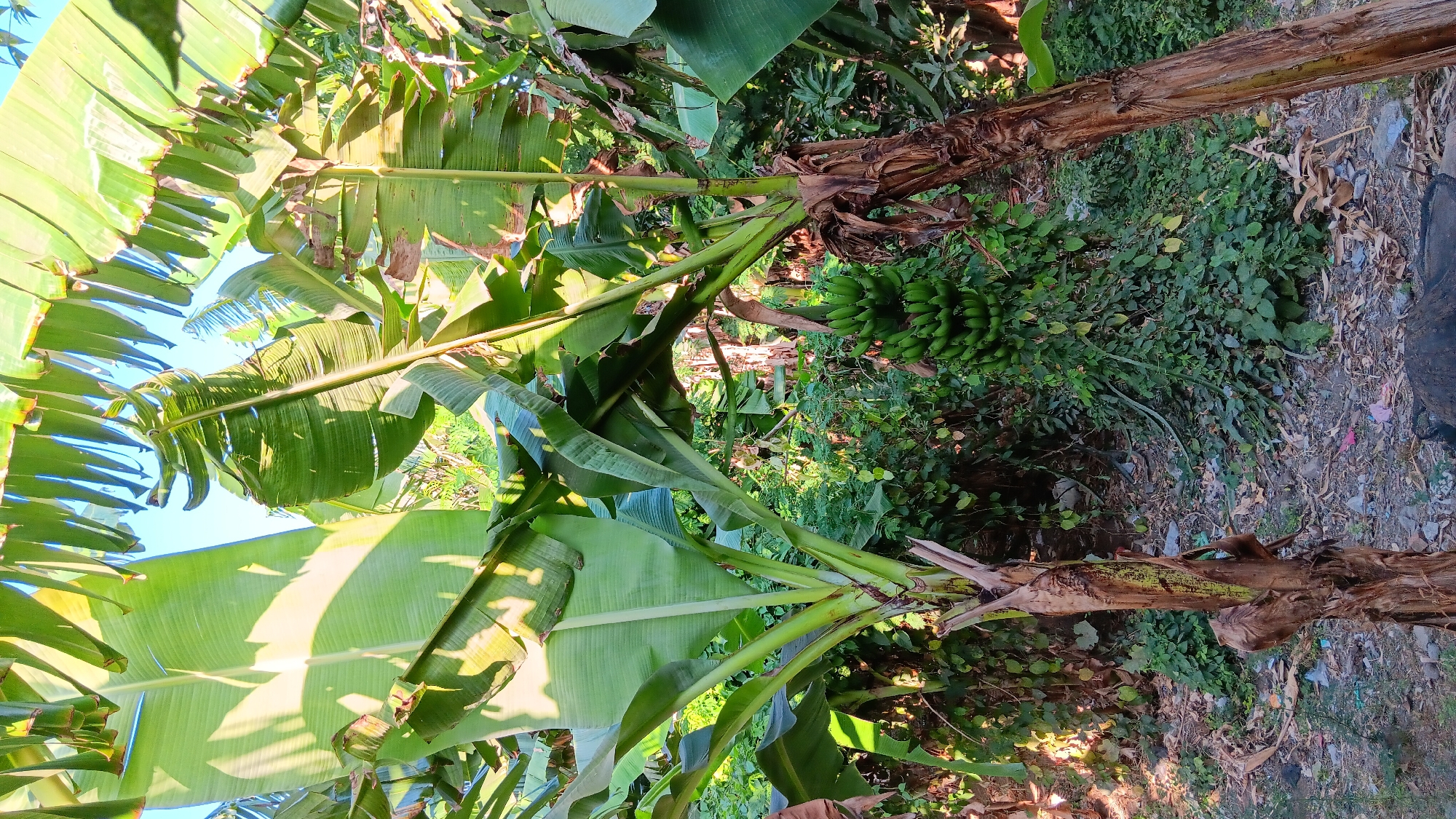 The image depicts a cluster of banana trees in Sonobekel, Indonesia. Two mature banana trees with thick, fibrous stalks are prominent in the foreground, with large, green banana leaves fanning out overhead. One of the trees bears a bunch of green, unripe bananas. The ground beneath the trees is covered with dry leaves, debris, and some scattered pieces of plastic. In the background, a dense thicket of green foliage is visible, suggesting a tropical or sub-tropical environment. The lighting indicates it is daytime, with sunlight casting shadows through the leaves. There are no people or animals visible in the scene.