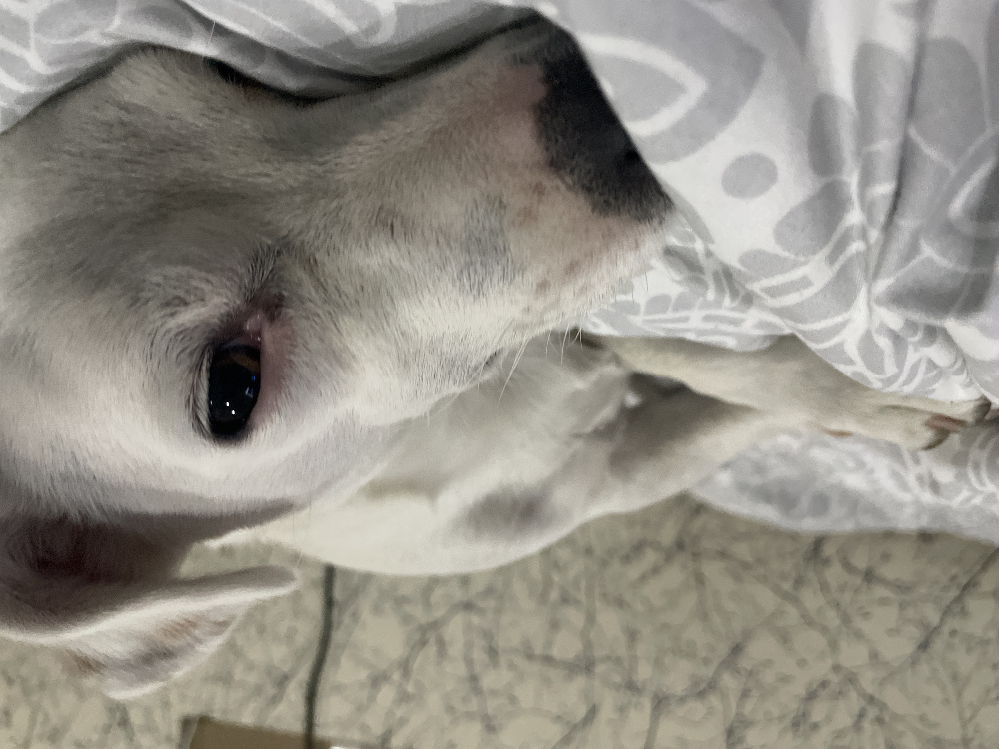 A white dog with dark markings around its nose lies on a surface with a gray patterned sheet. The location and city are not discernible from the image.