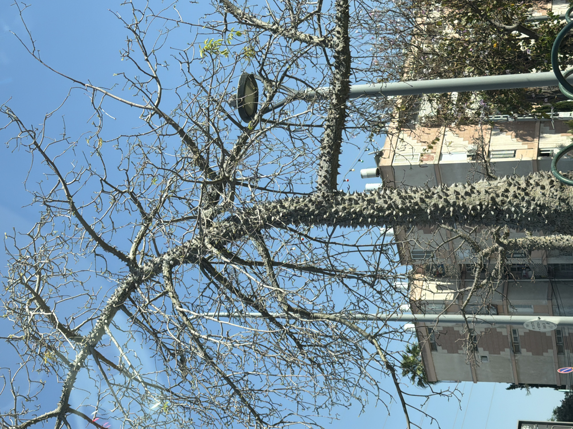 This media file presents an outdoor, upward-facing view dominated by a large, thorny deciduous tree against a clear, bright blue sky. The image appears to have been captured with a slight upward tilt, showing the undersides of branches.
The central subject is a tree with a thick trunk and prominent branches covered in numerous sharp, cone-shaped thorns, characteristic of a Silk Floss Tree (Ceiba speciosa or Chorisia speciosa). Most of its branches are bare, intricate, and gnarled, though small, fresh green leaf buds are visible, indicating late winter or early spring.
In the background, under the clear, unclouded sky, parts of light-colored, multi-story buildings are visible. These structures, likely residential or commercial, feature windows and some balconies, rendered in shades of beige and peach. A street lamp with a dark, circular housing is partially obscured by the tree's branches. A silver pole, possibly a street light or traffic signal pole, stands near the buildings, supporting a circular street sign. The text on this sign is too blurry to be read but appears to be in a local script, and it seems to have a red diagonal line, suggesting a prohibitory instruction. Further green foliage from other trees and a small palm tree can be seen behind the buildings.
The bright sunlight and clear sky indicate a daytime scene, likely morning or early afternoon. No people or specific activities are depicted, focusing instead on the interplay between the stark natural form of the tree and the urban architecture. The scene is located in Tel-Aviv, Israel.