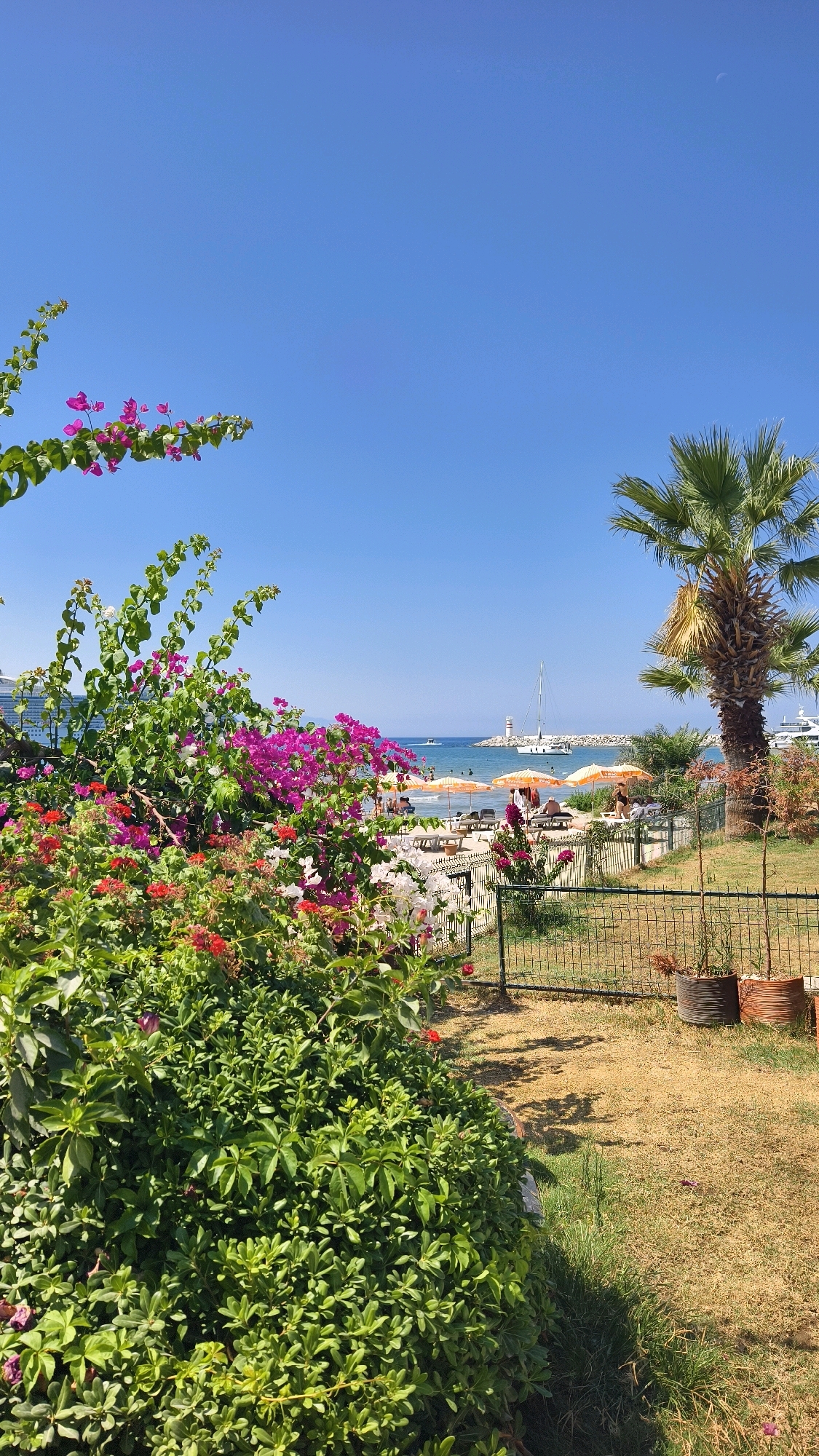 The image captures a vibrant seaside scene in Kuşadası, Turkey, under a clear blue sky. In the foreground, lush green foliage is interspersed with abundant pink and red bougainvillea flowers, creating a natural frame for the view. To the right, a tall palm tree stands out against the sky, its fronds reaching upwards.
Beyond the vegetation, a beach stretches along the coastline, dotted with patrons relaxing on lounge chairs and under orange umbrellas. The turquoise waters of the sea are visible, with several boats anchored offshore. A white sailboat with a prominent sail is positioned in the middle ground, and a lighthouse stands on a rocky outcrop in the distance.
A black metal fence separates the grassy area in the foreground from the beach, with two terracotta planters visible near the fence line. The overall atmosphere is one of a sunny, tranquil day at a popular coastal resort.